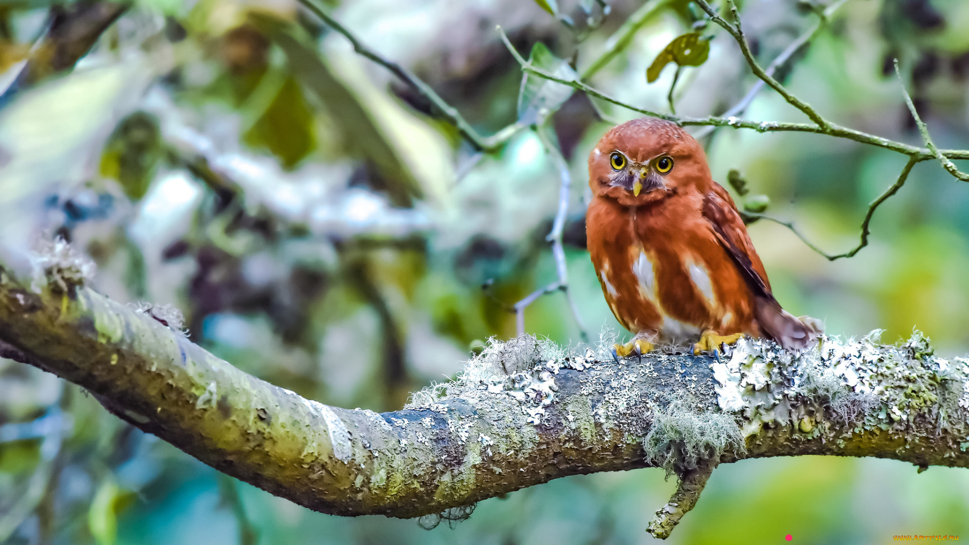 животные, совы, окрас, перья, сова