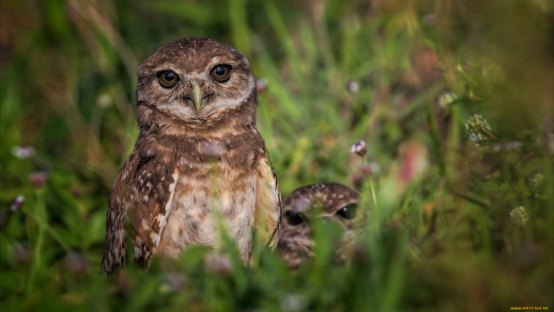 животные, совы, сова, птица, окрас, перья
