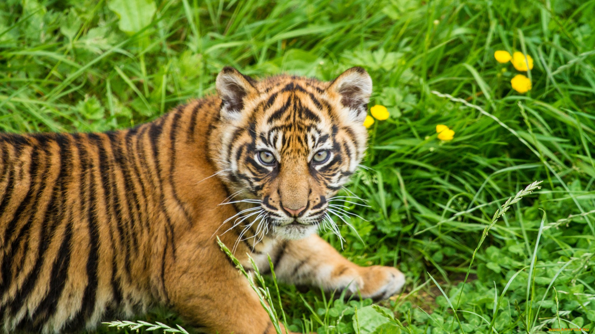 животные, тигры, растения, тигренок