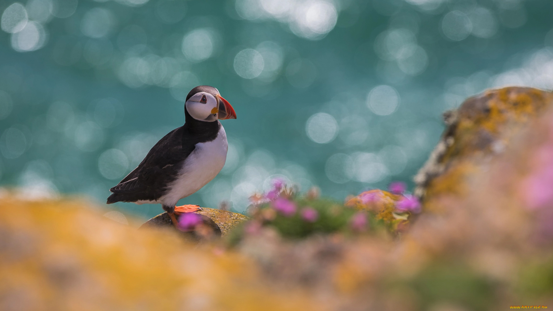 животные, тупики, растительность, тупик, птица, мох, камень