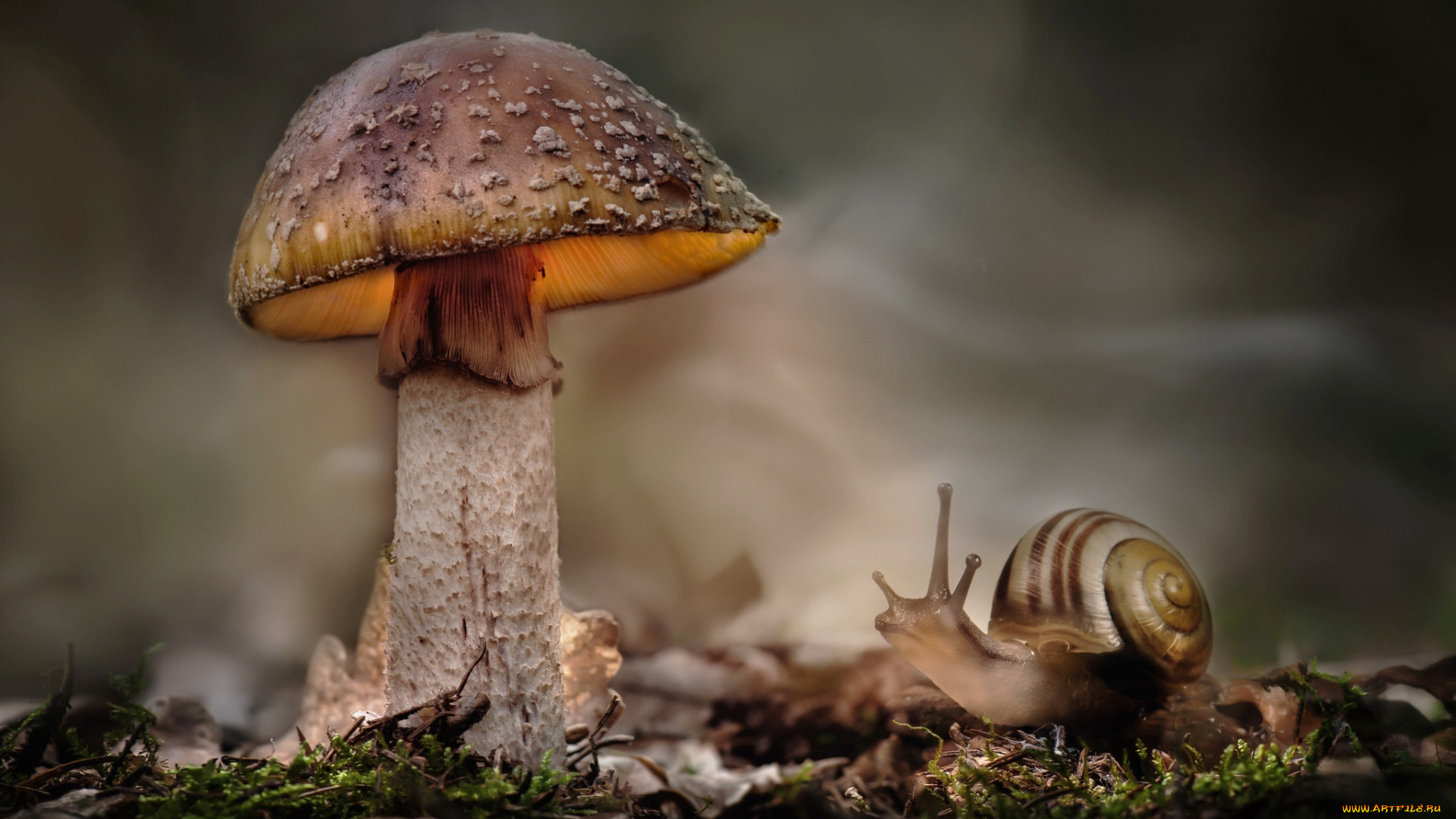 животные, улитки, мох, гриб, макро, улитка