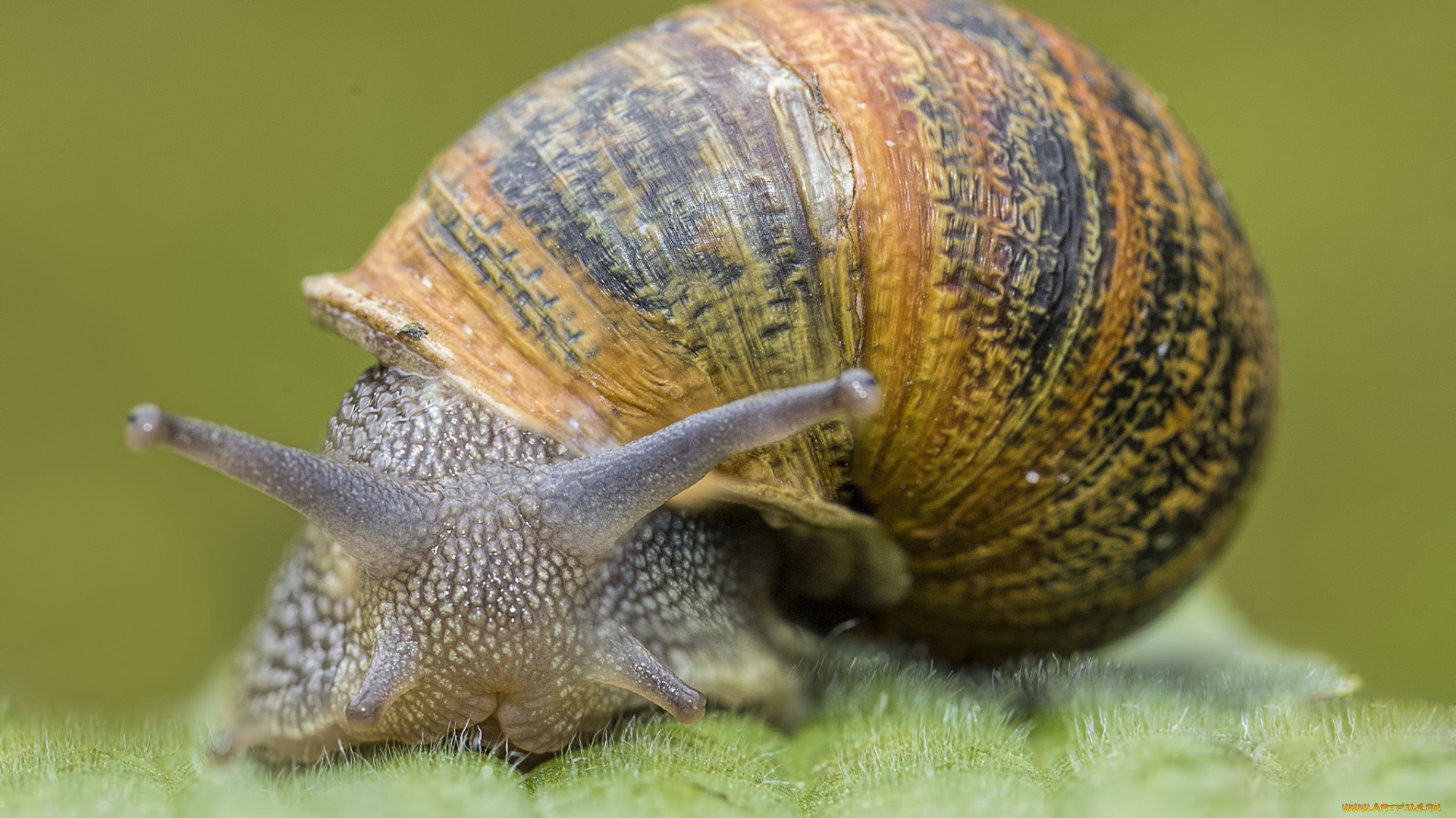 животные, улитки, улита