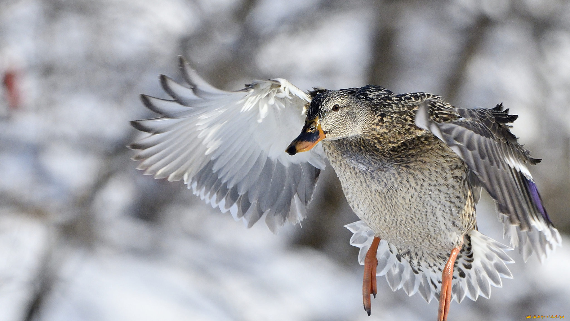 животные, утки, природа, полет, утка, птица, зима