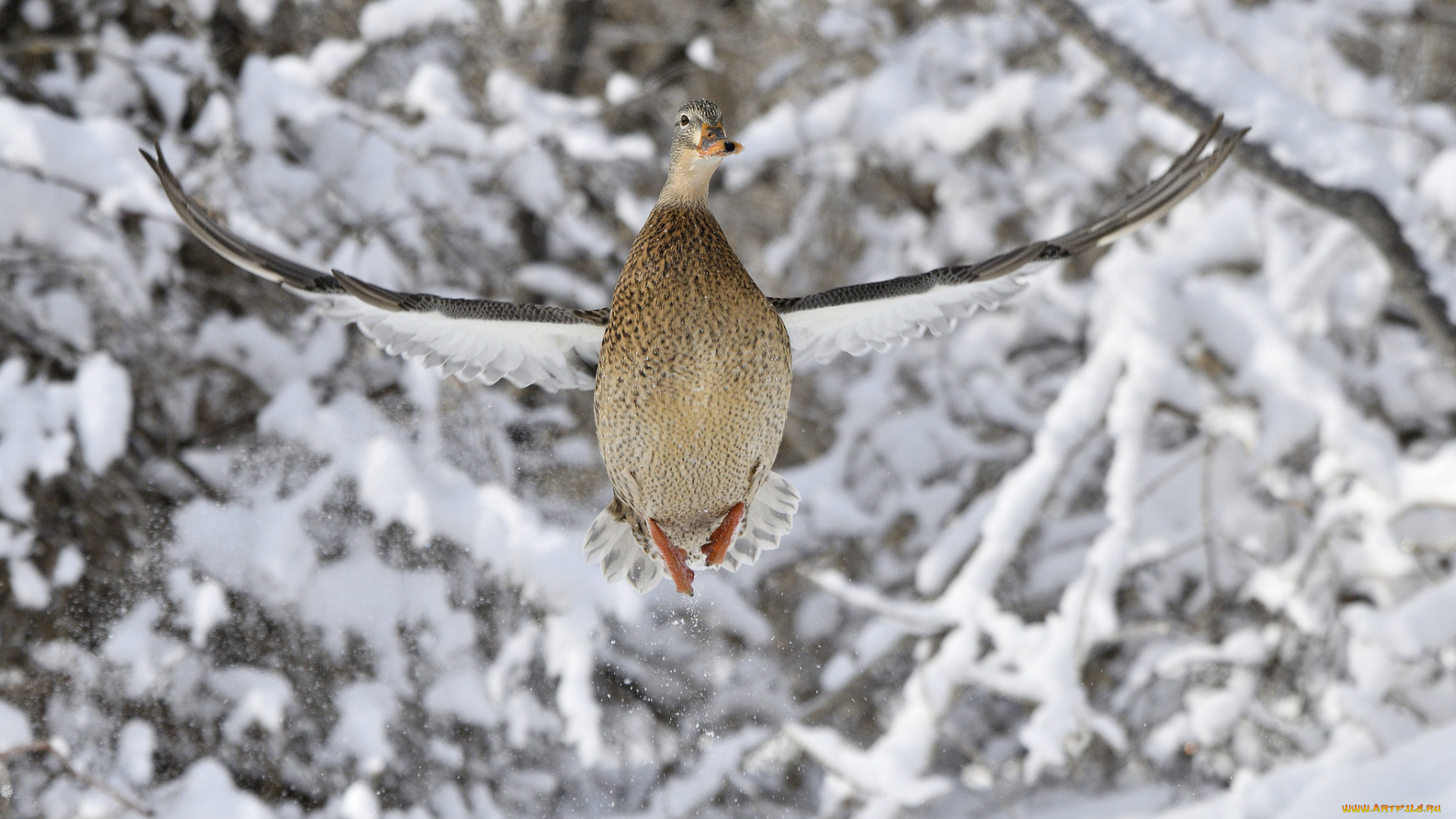 животные, утки, утка, зима, природа, птица, полет