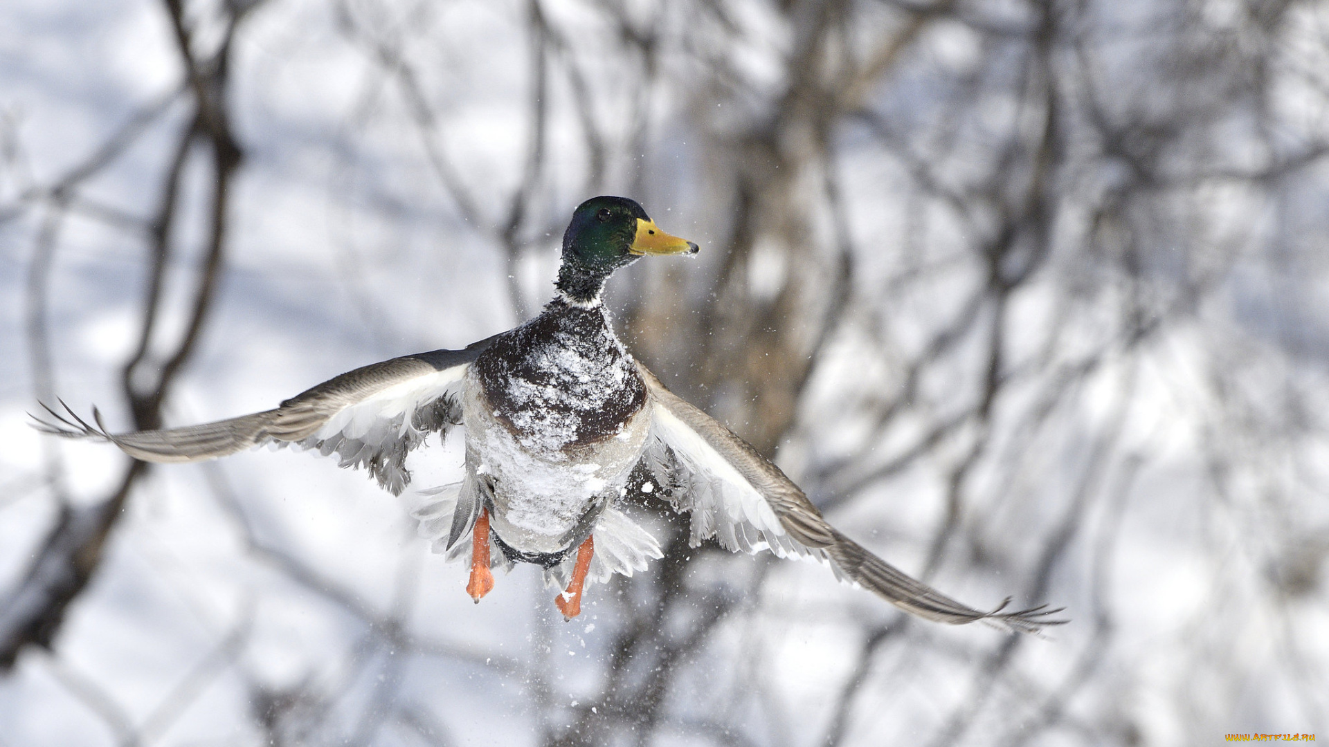 животные, утки, зима, птица, полет, природа, утка