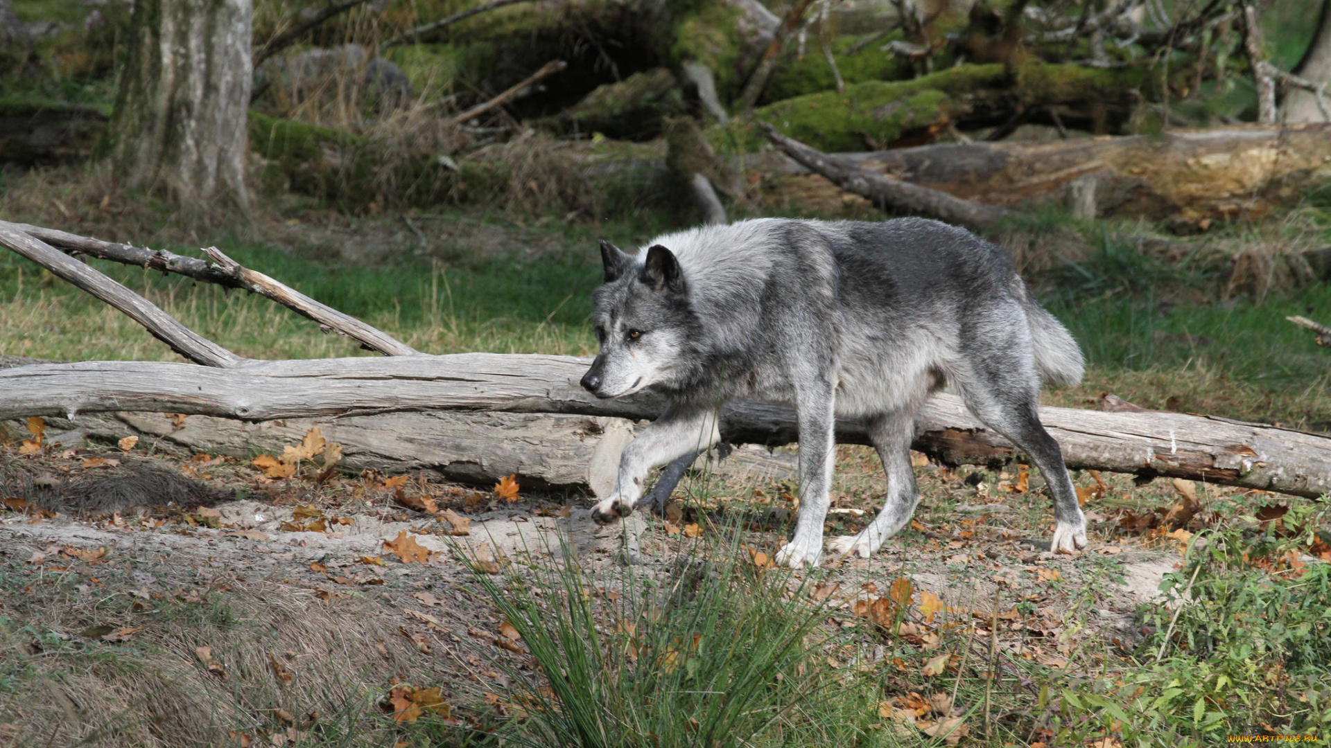 животные, волки, , койоты, , шакалы, белые, зима, стая, природа