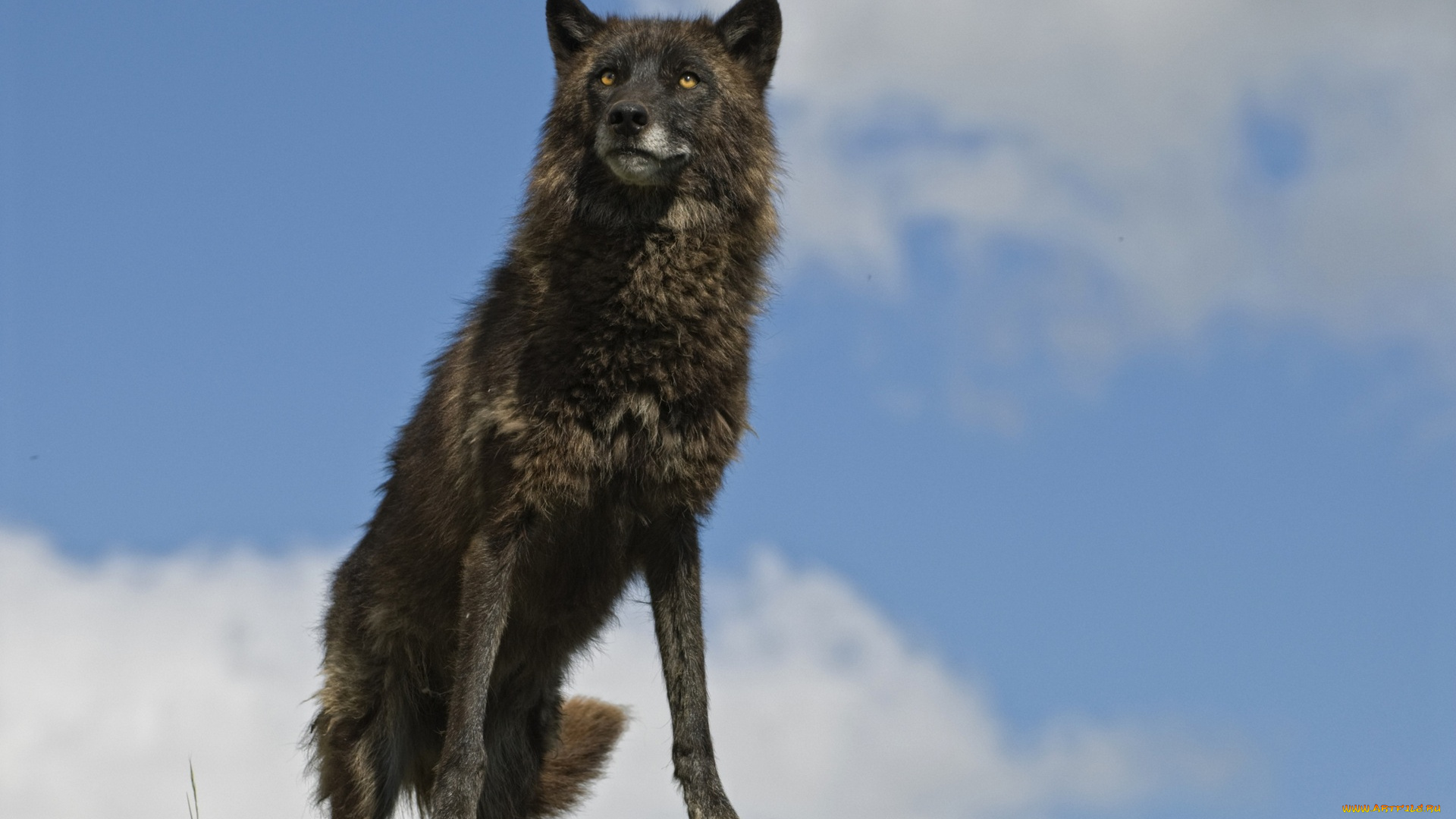 животные, волки, , койоты, , шакалы, черный, цвет