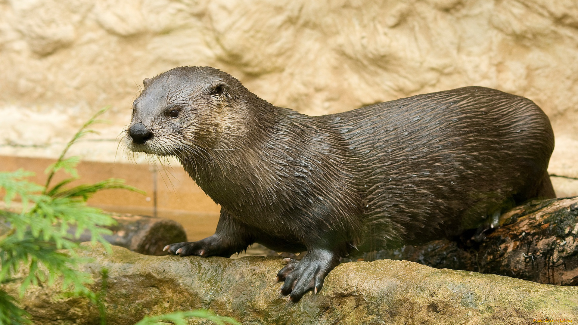 животные, выдры, , каланы, , ондатры, выдра