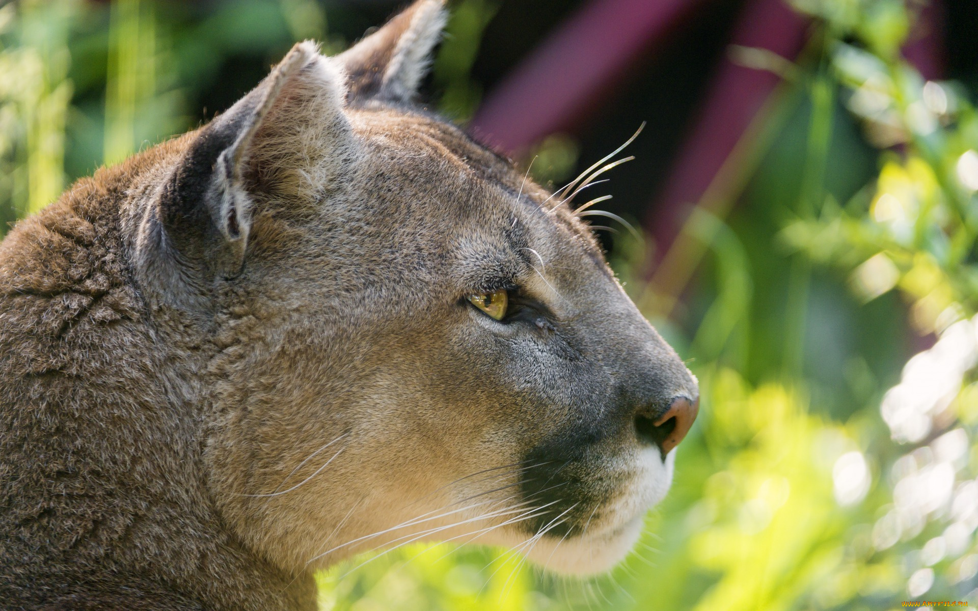 животные, пумы, анфас, морда