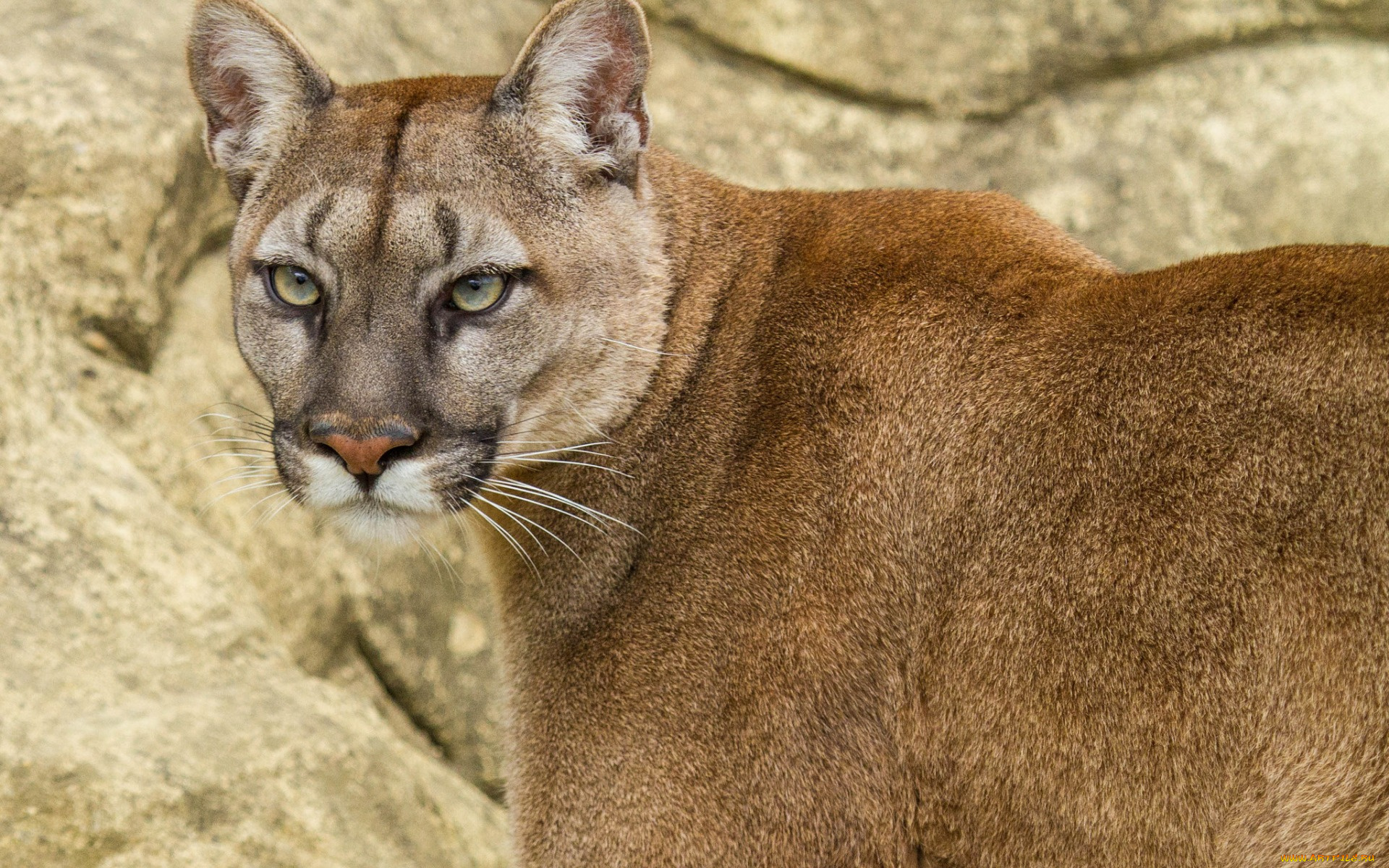 животные, пумы, взгляд