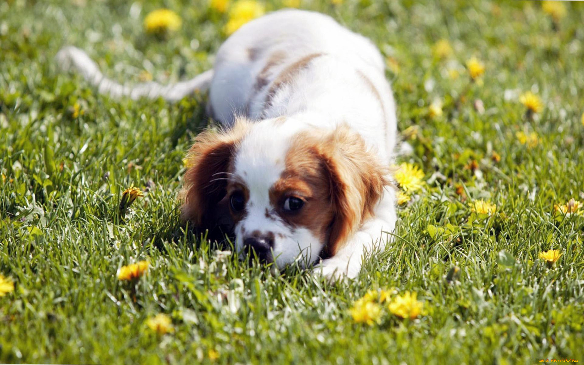 животные, собаки, растения