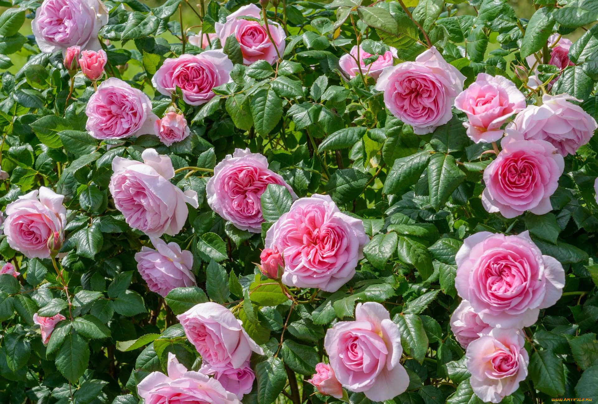 цветы, розы, куст, розовый