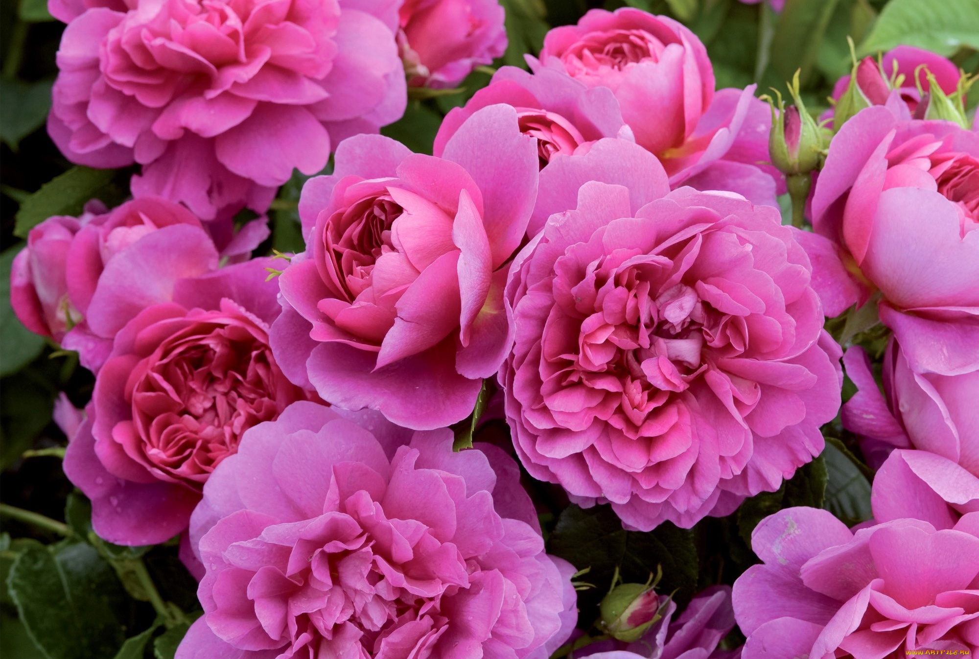 цветы, розы, макро, яркий, остинки