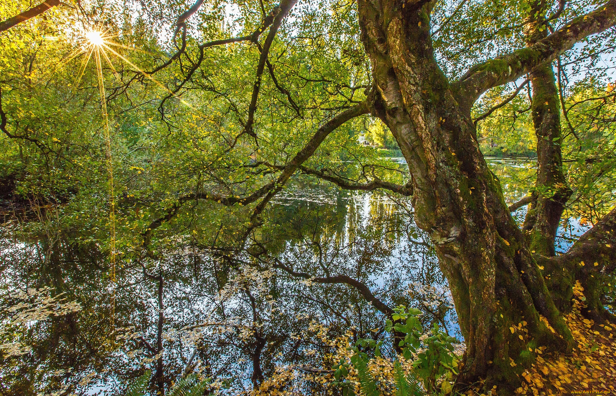 природа, реки, озера, река, лес