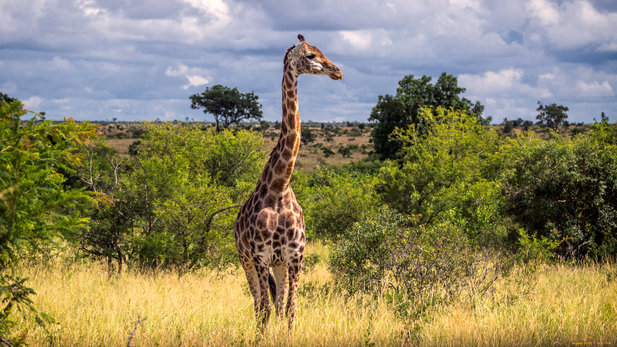 животные, жирафы, саванна