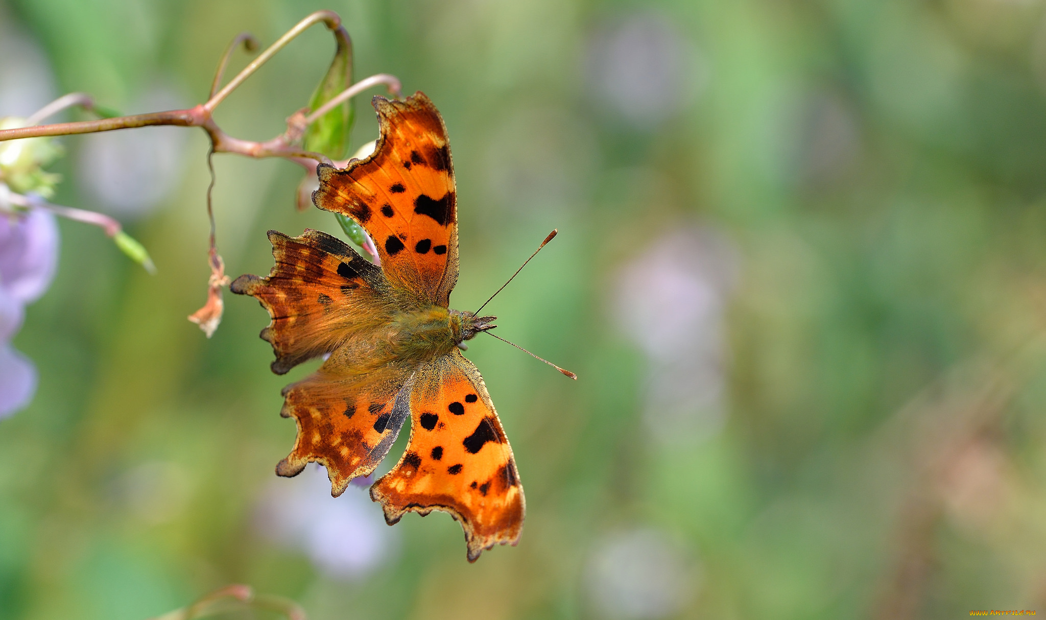 животные, бабочки, , мотыльки, , моли, бабочка
