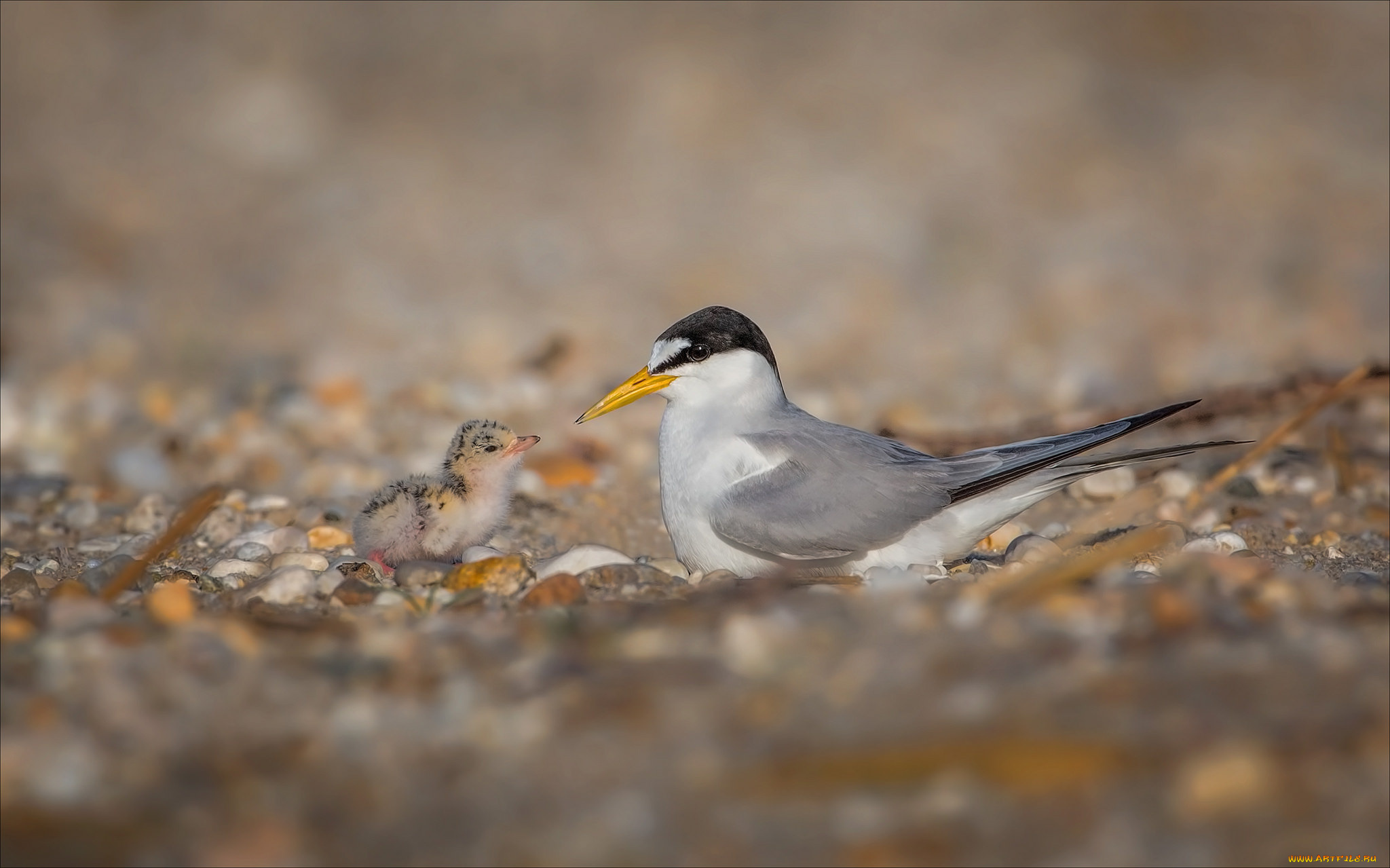 животные, птицы, перья, окрас, птица, забавная