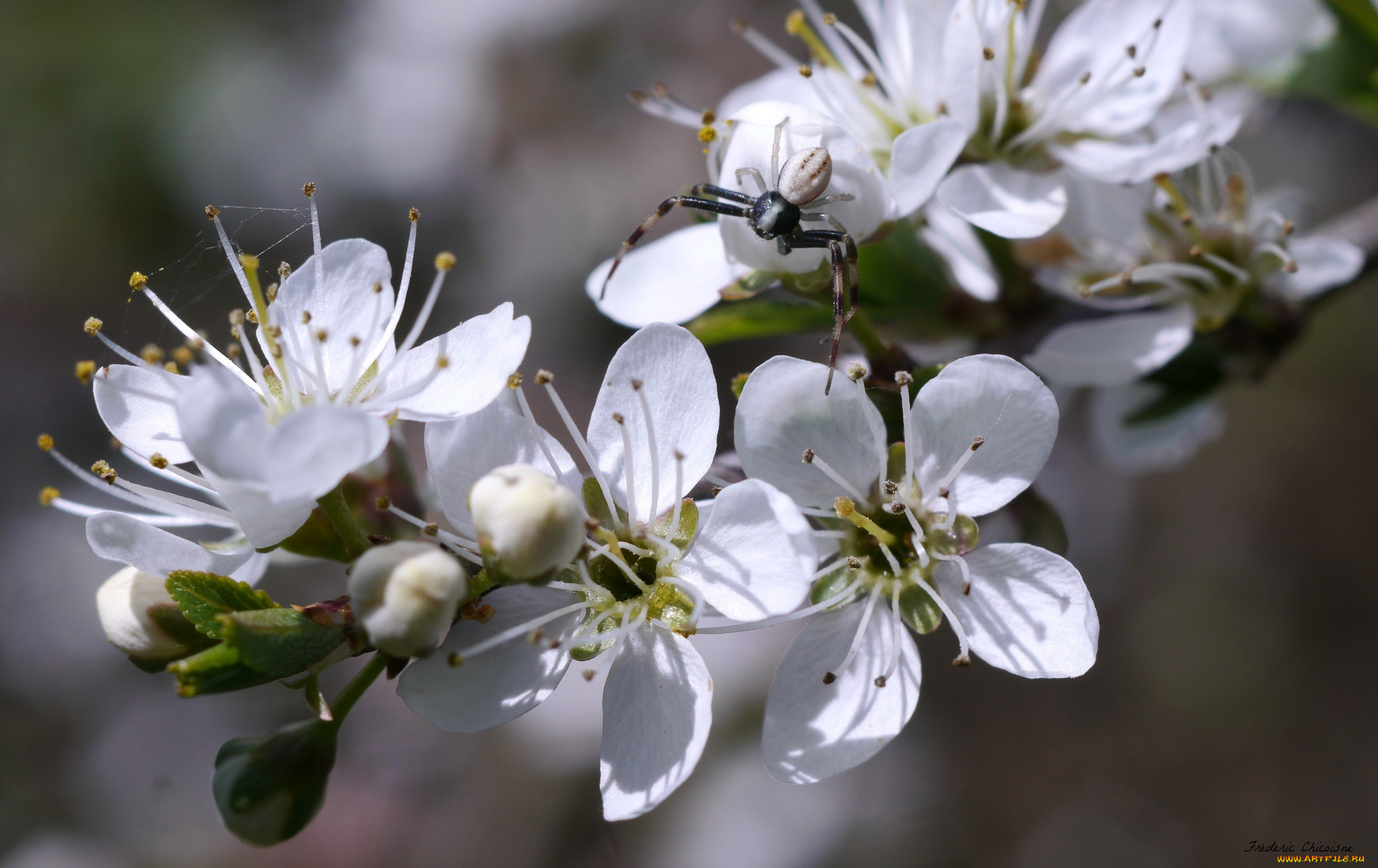 цветы, цветущие, деревья, , , кустарники, листья, ветка, цветки, цветущая, веточка