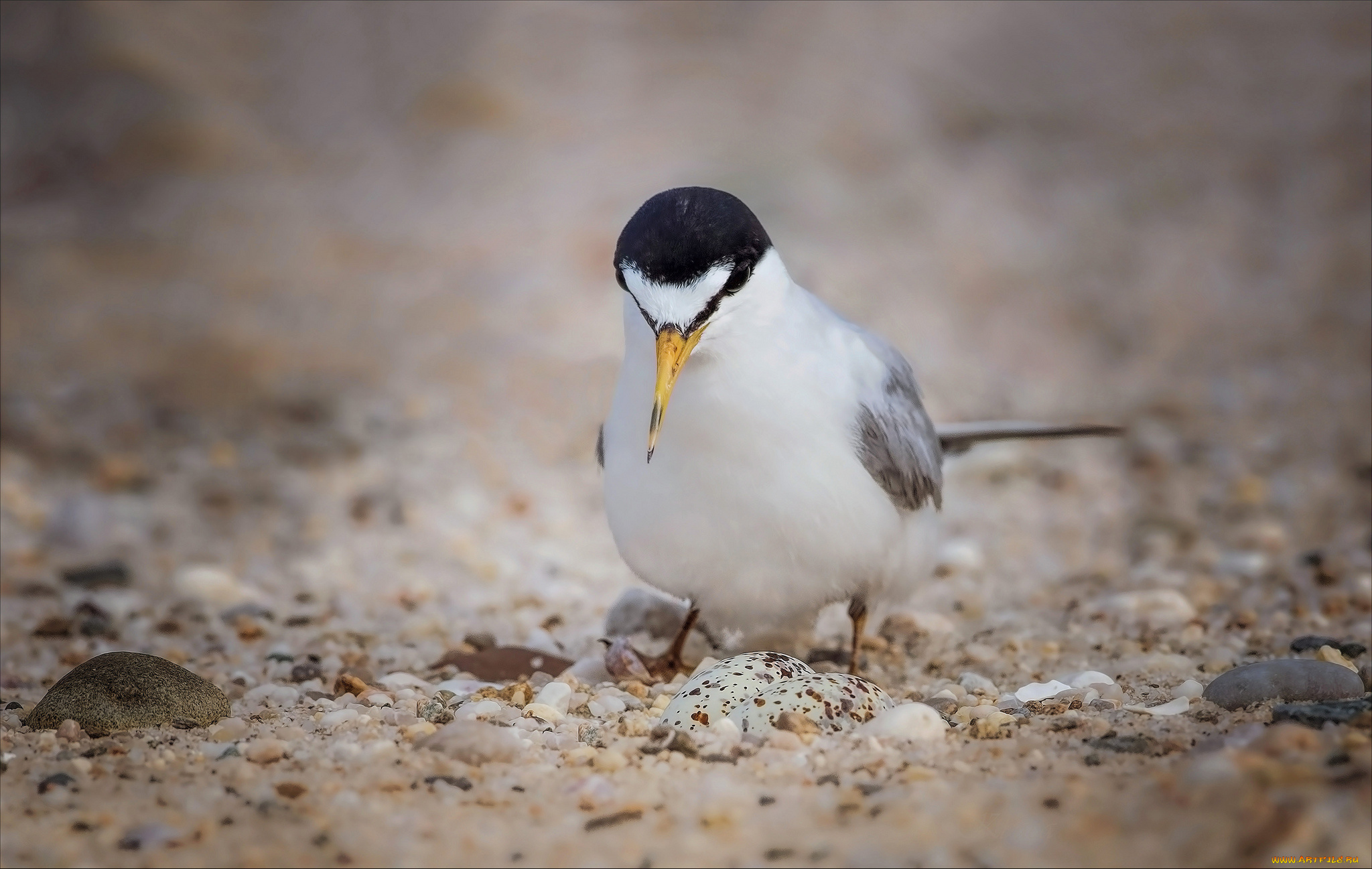 животные, птицы, птица, окрас, перья