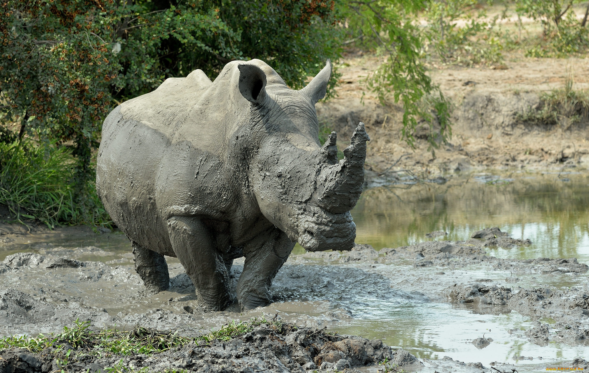 животные, носороги, носорог