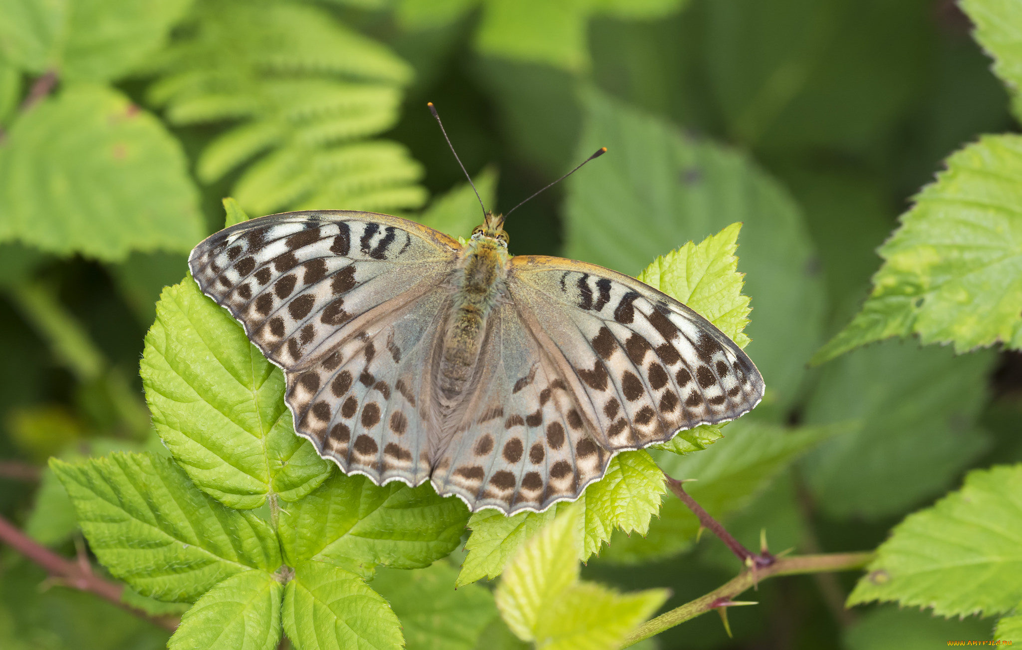 животные, бабочки, , мотыльки, , моли, бабочка