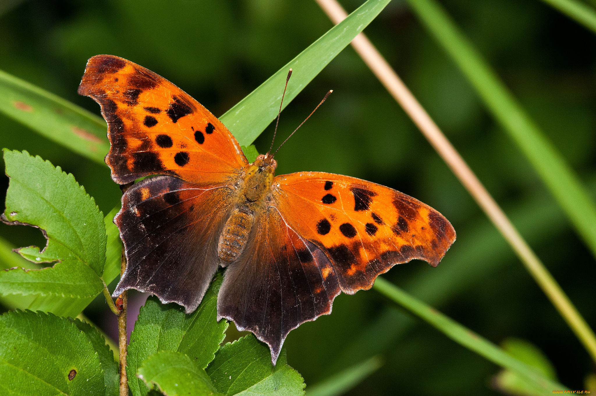 животные, бабочки, , мотыльки, , моли, бабочка