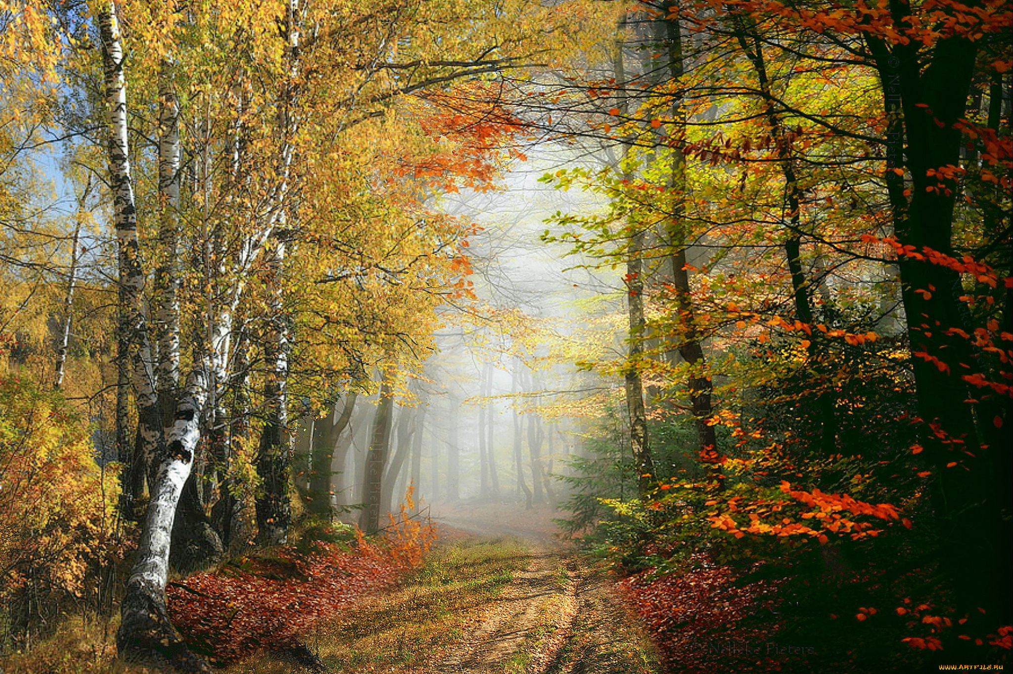 природа, лес, простор