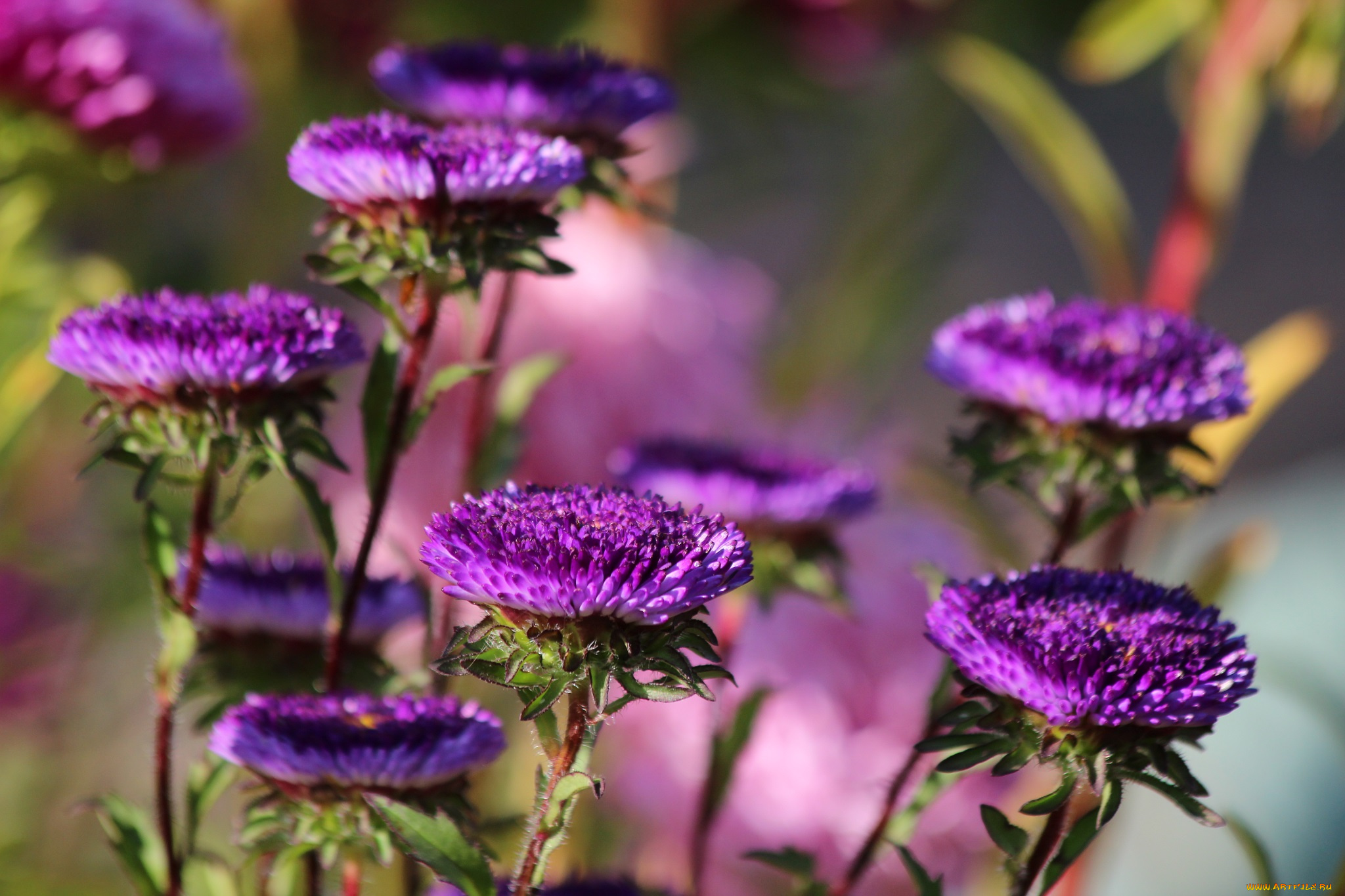 цветы, астры, дача, сентябрь, цветение, красиво, красота, осень