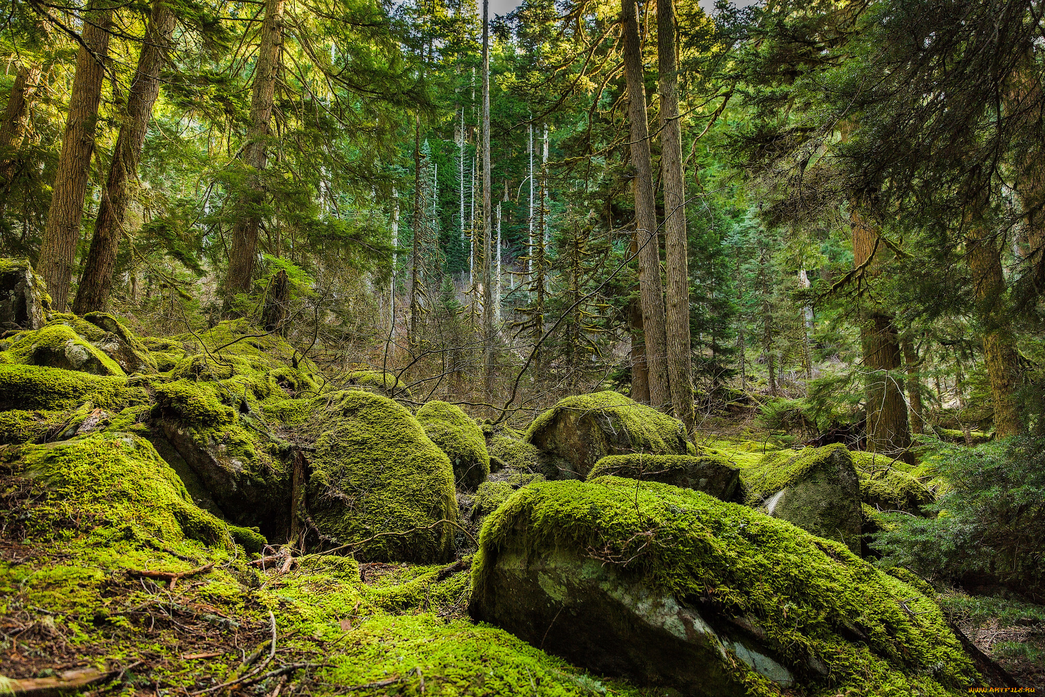 природа, лес, простор