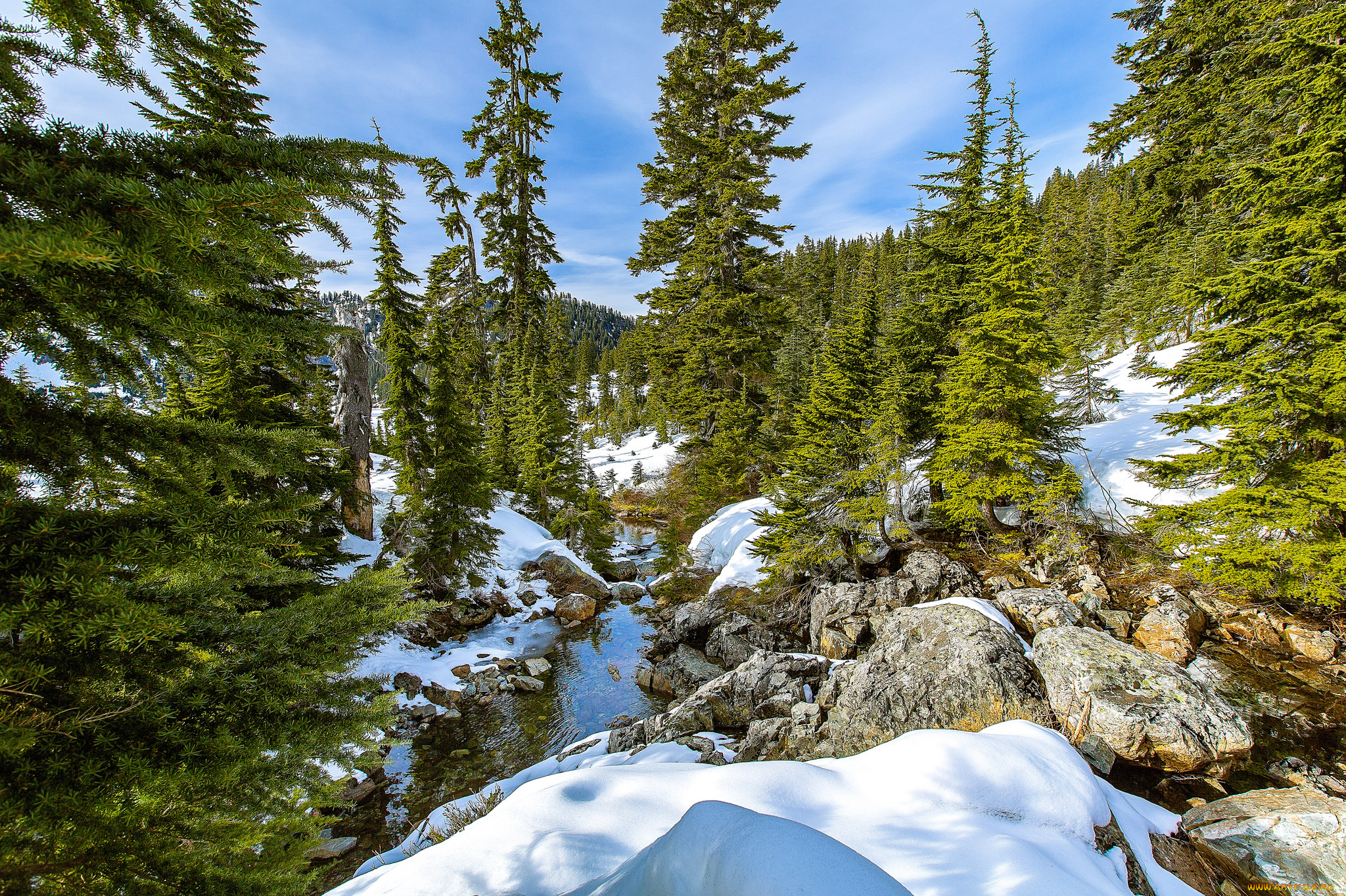 природа, лес, простор