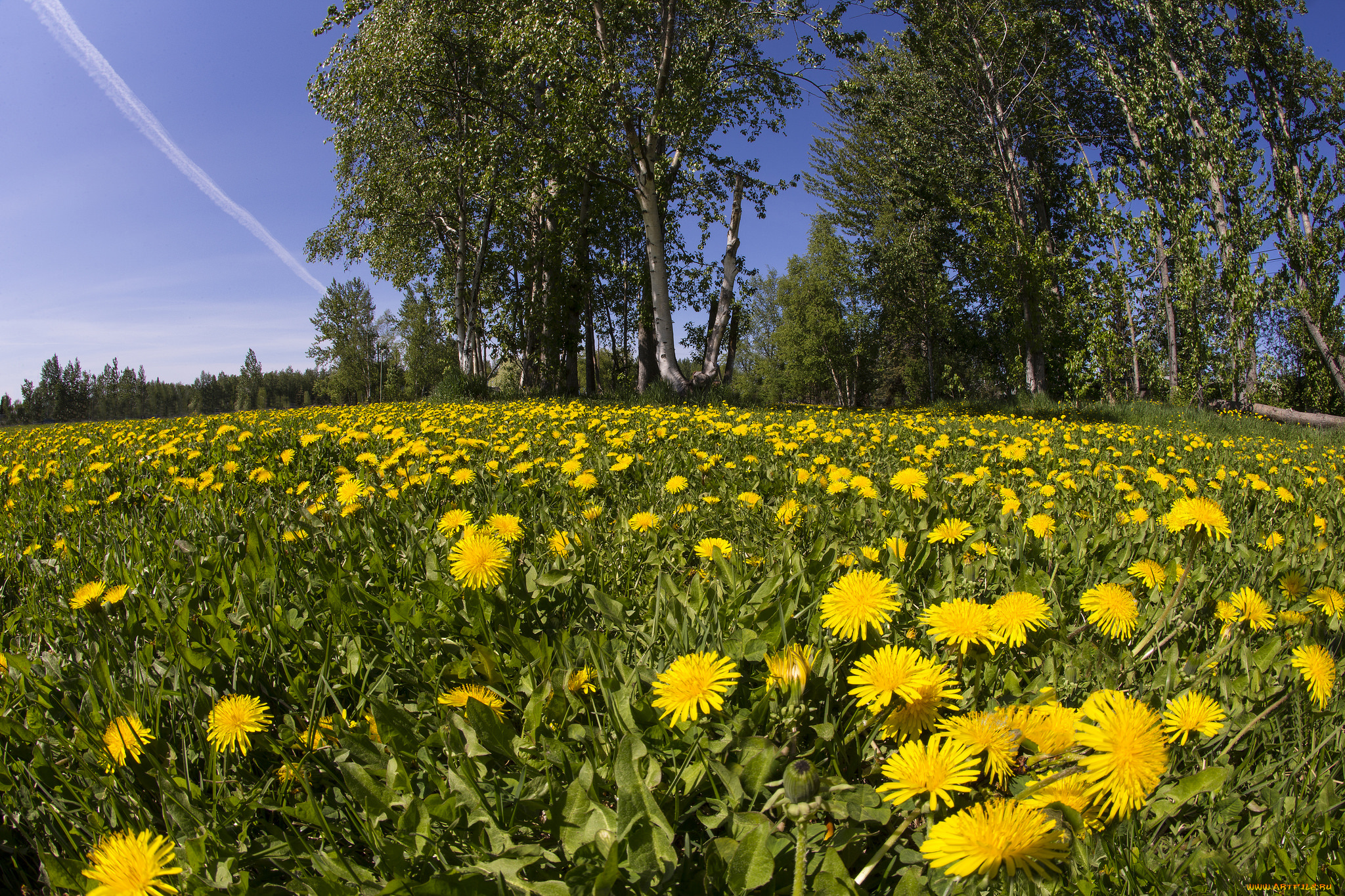 природа, луга, простор