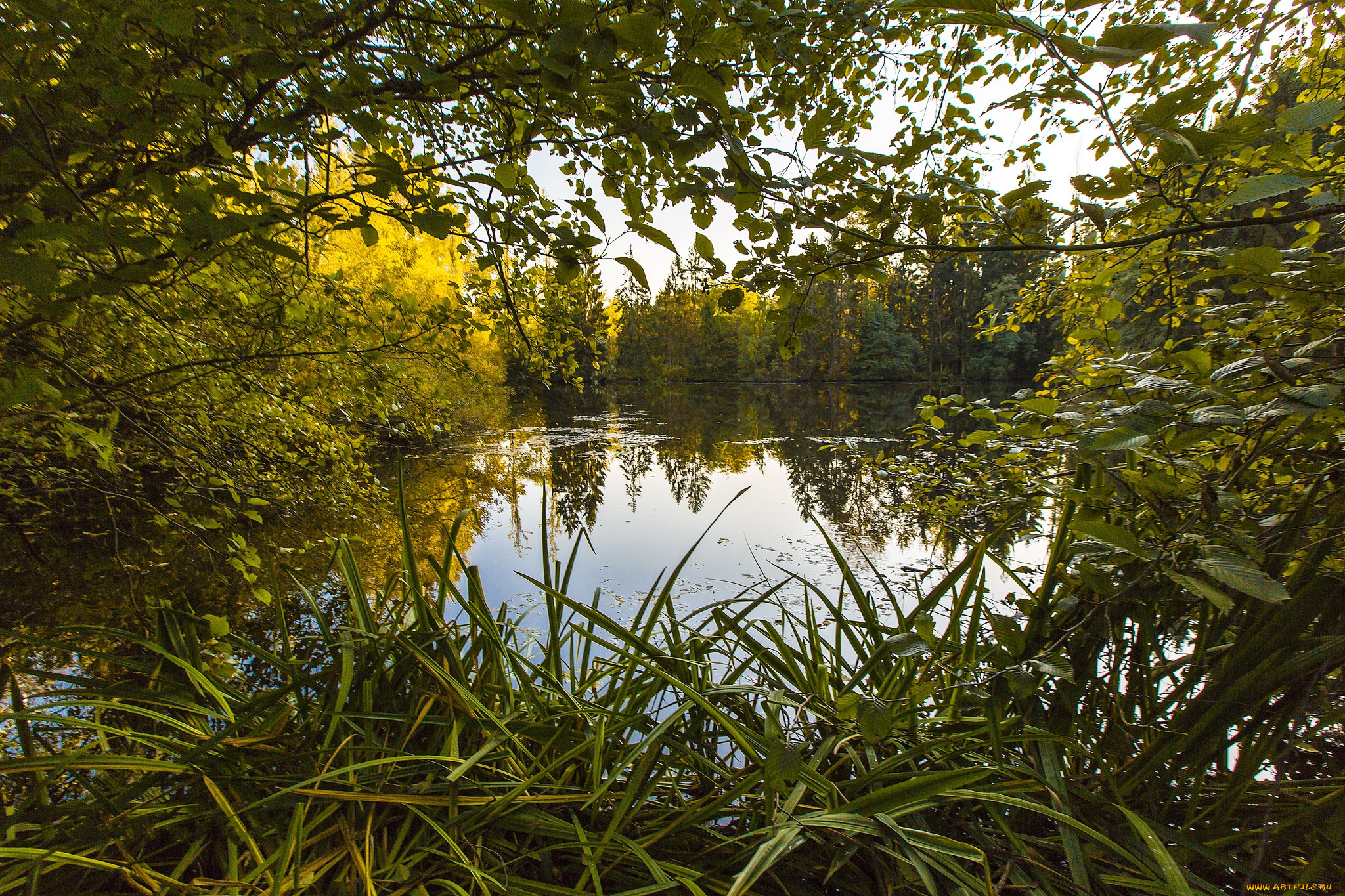 природа, реки, озера, река, лес