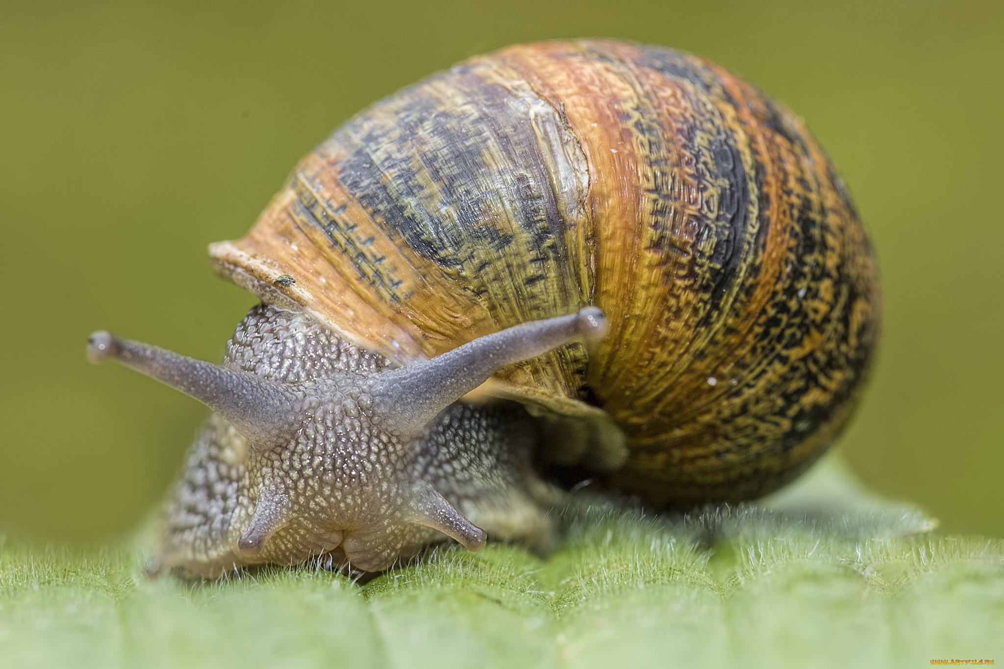 животные, улитки, улита