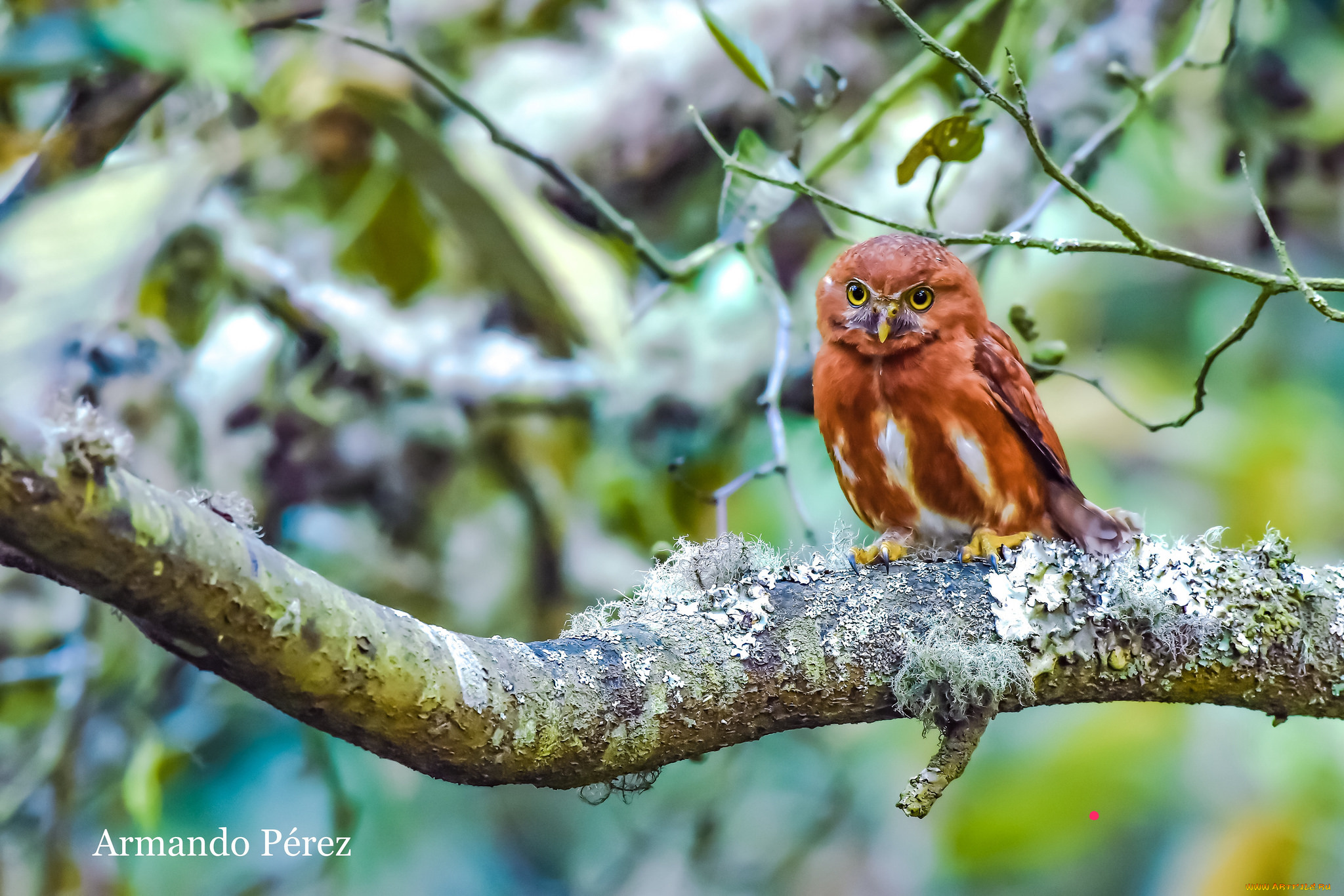 животные, совы, окрас, перья, сова