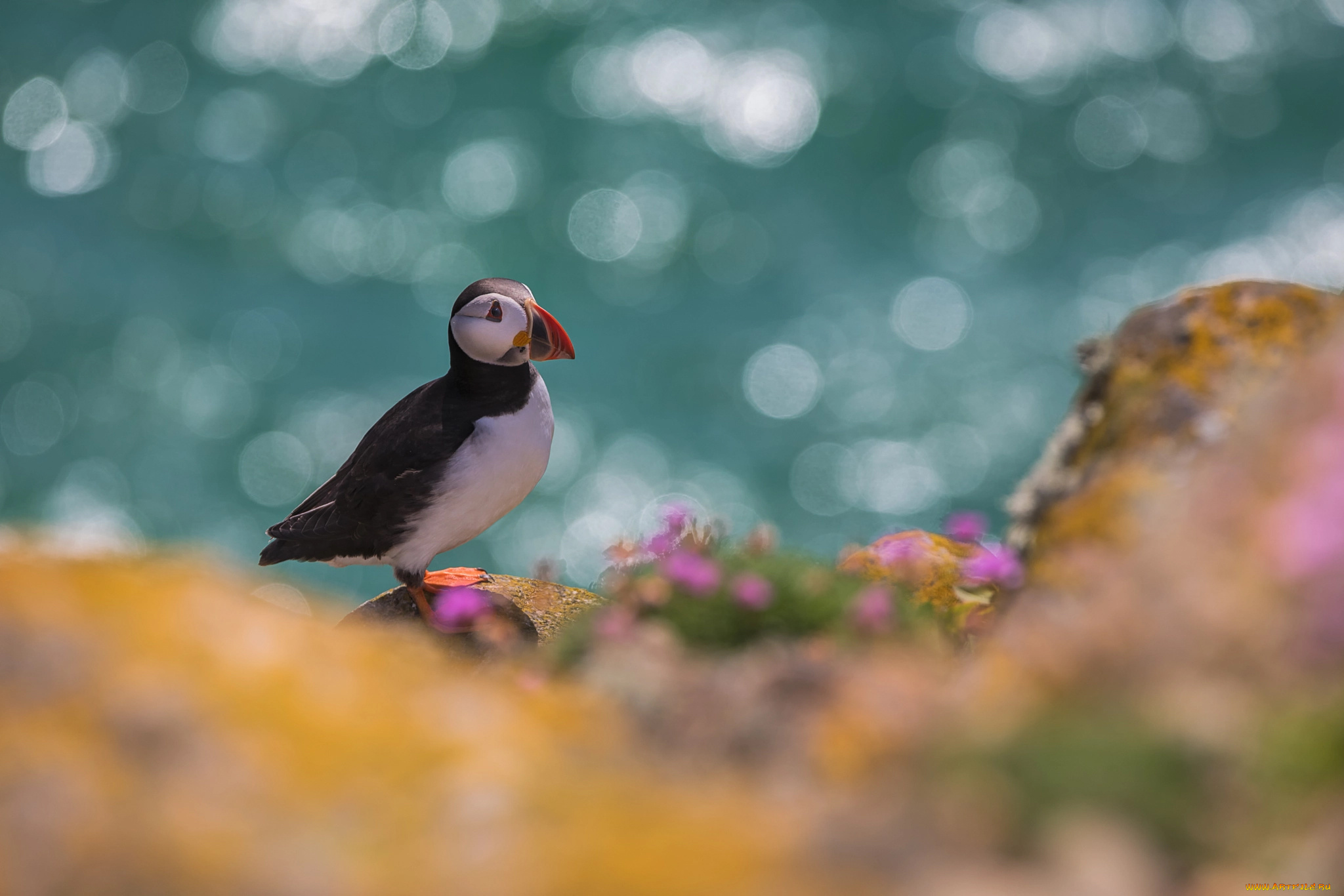 животные, тупики, растительность, тупик, птица, мох, камень