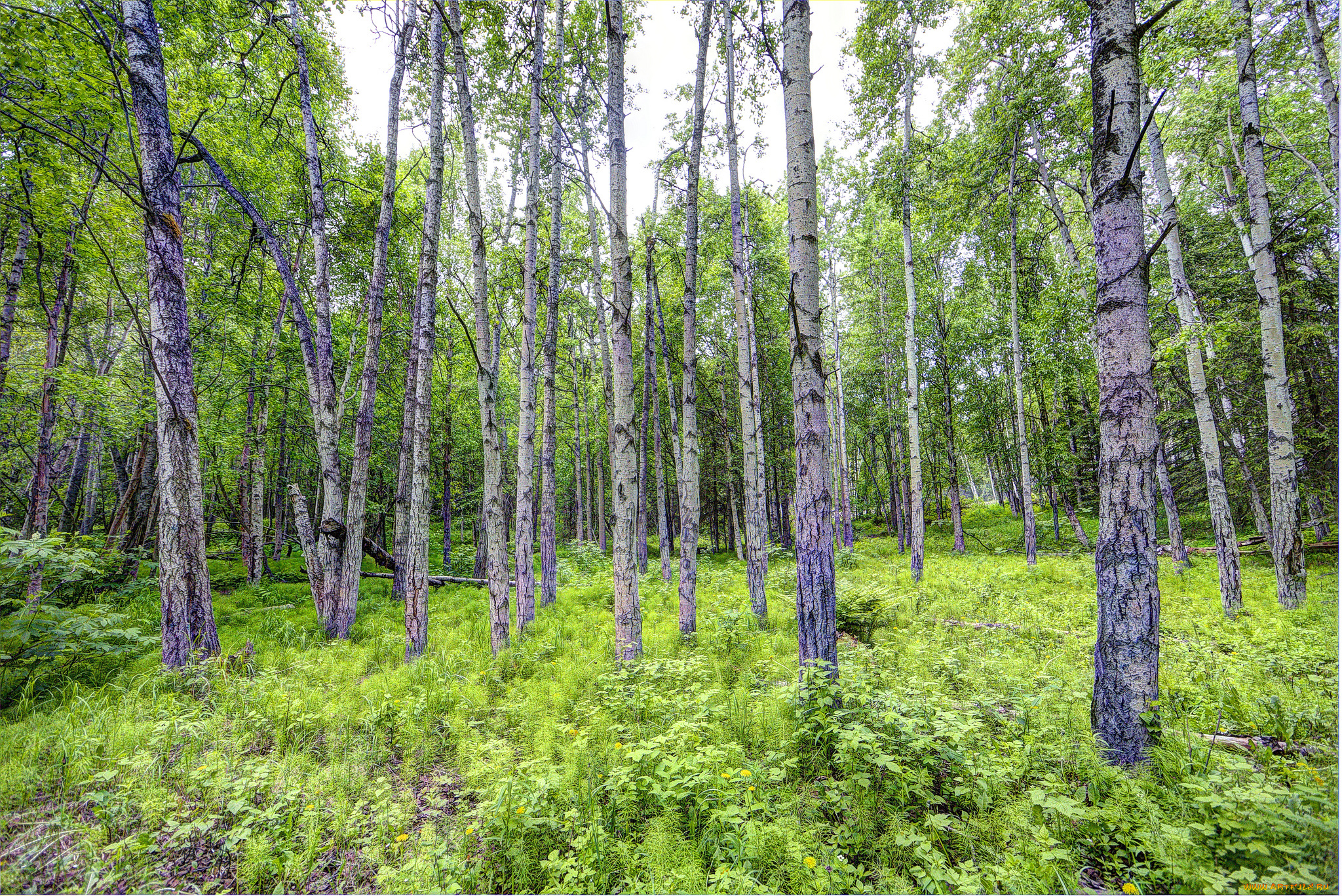 природа, лес, простор