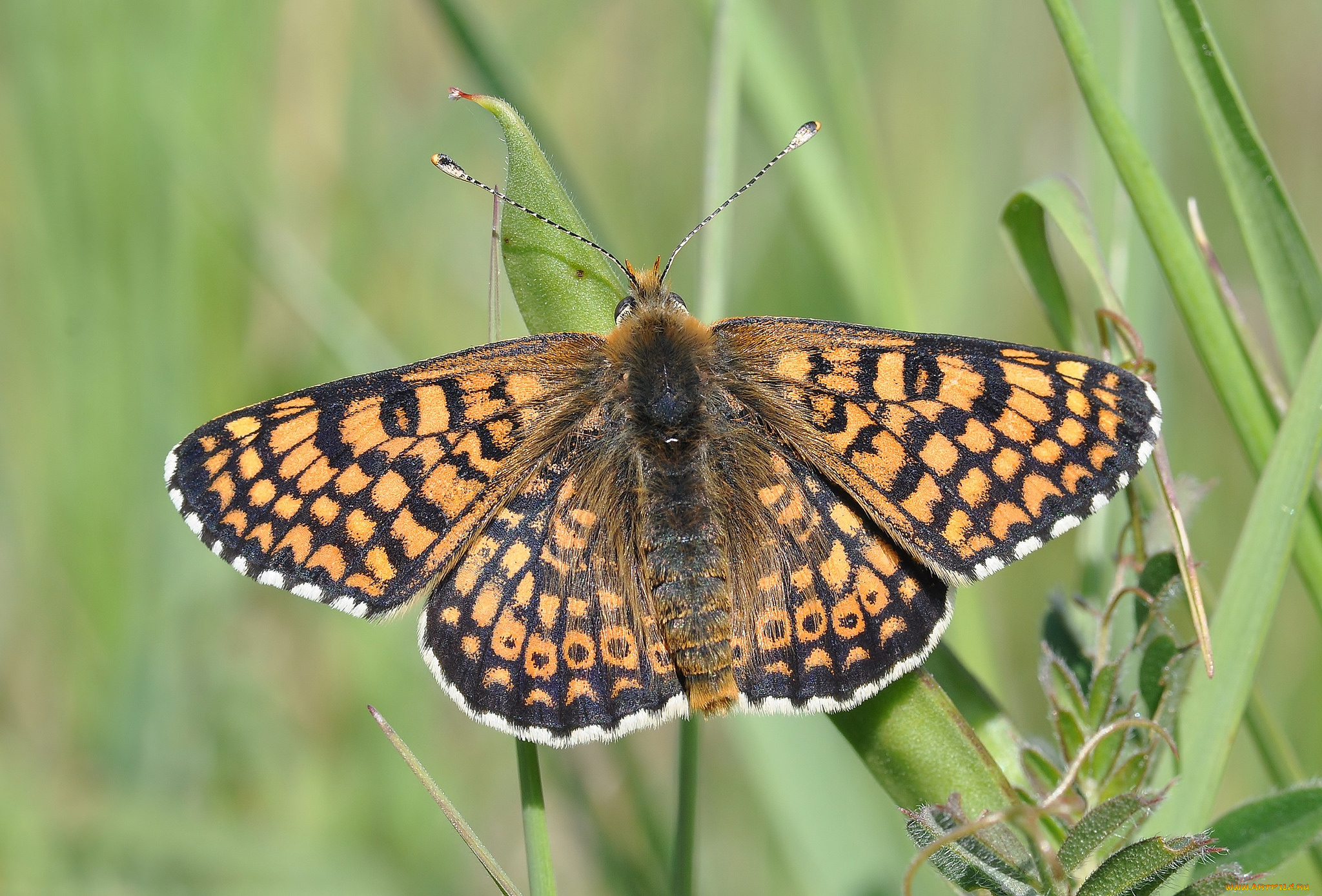 животные, бабочки, , мотыльки, , моли, бабочка