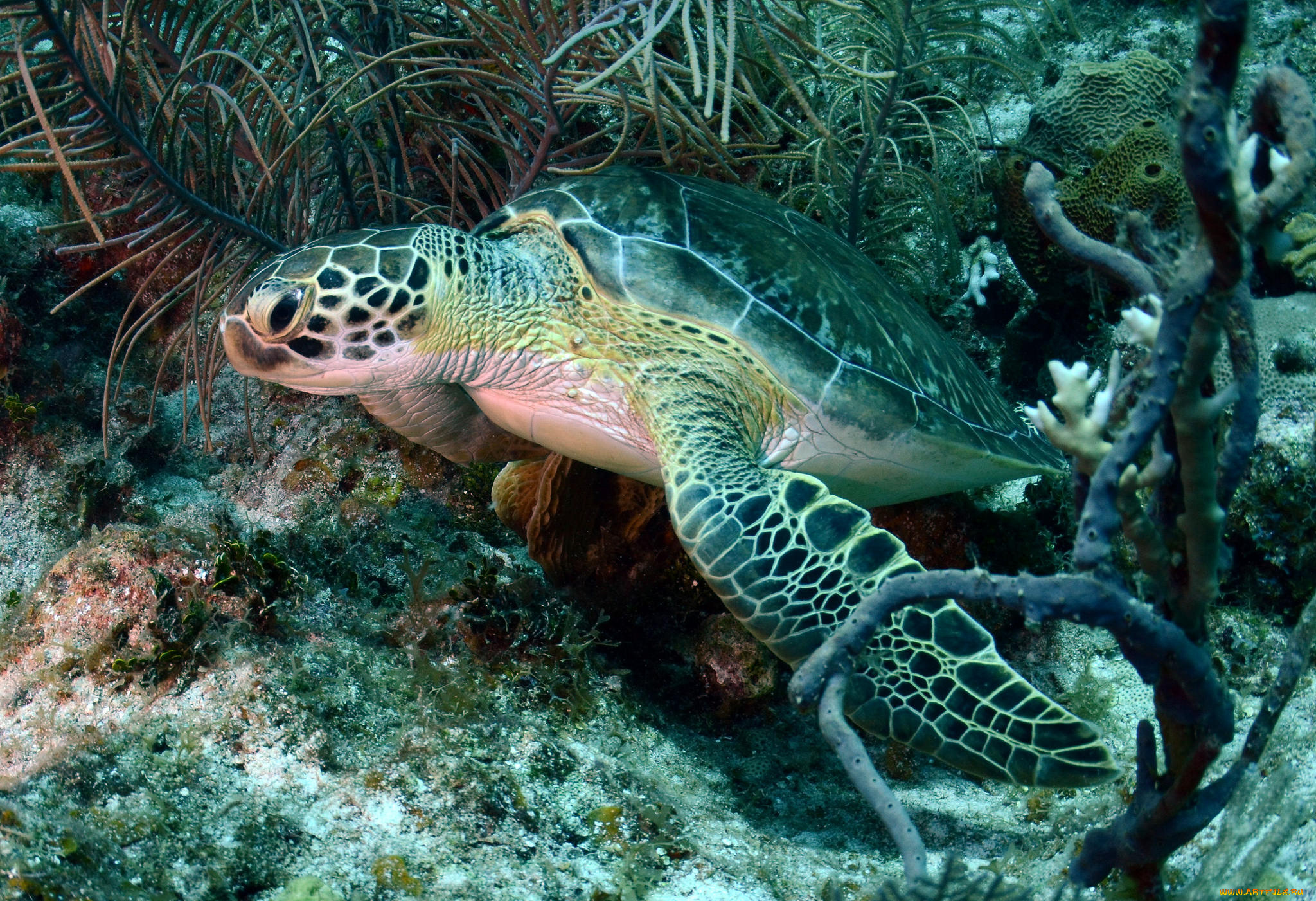 животные, Черепахи, черепаха