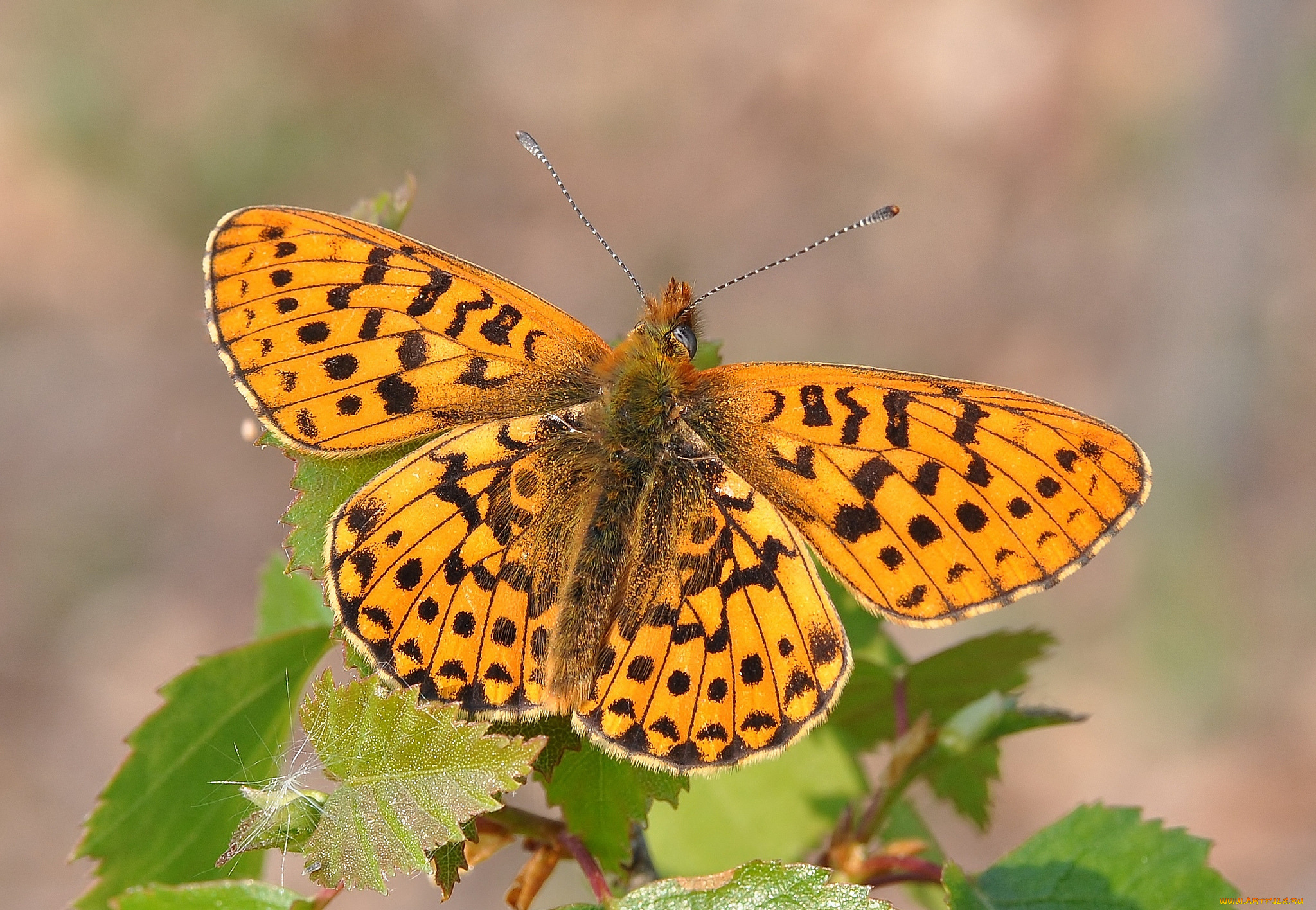 животные, бабочки, , мотыльки, , моли, бабочка