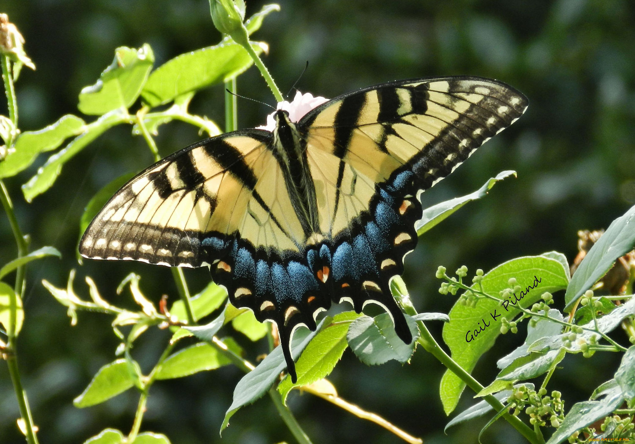 животные, бабочки, , мотыльки, , моли, бабочка