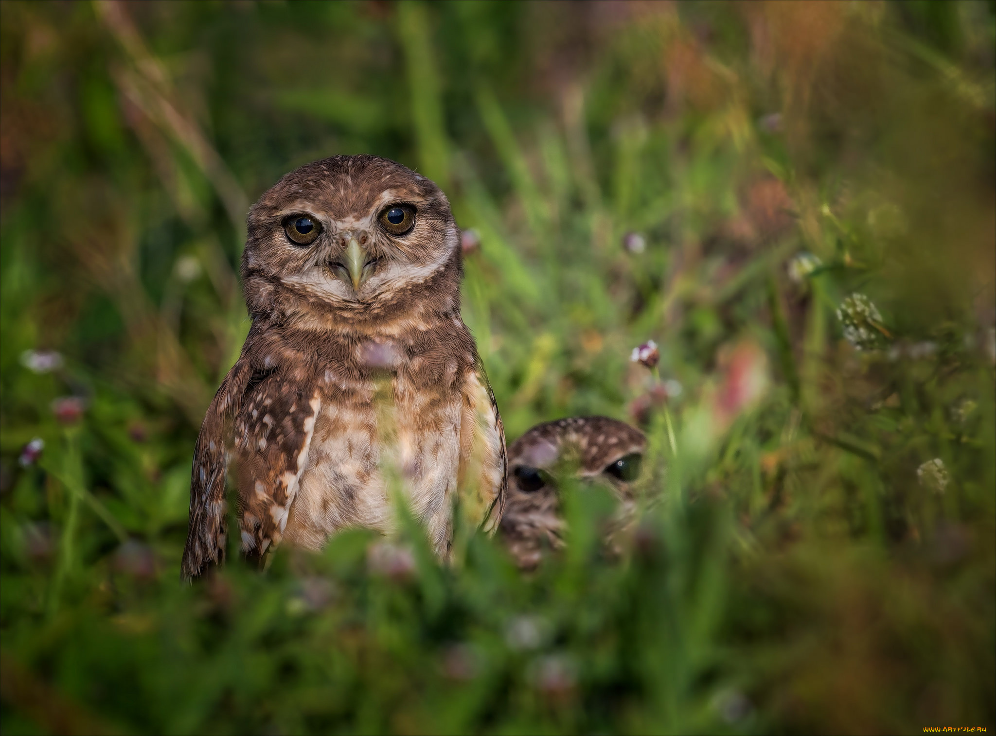 животные, совы, сова, птица, окрас, перья