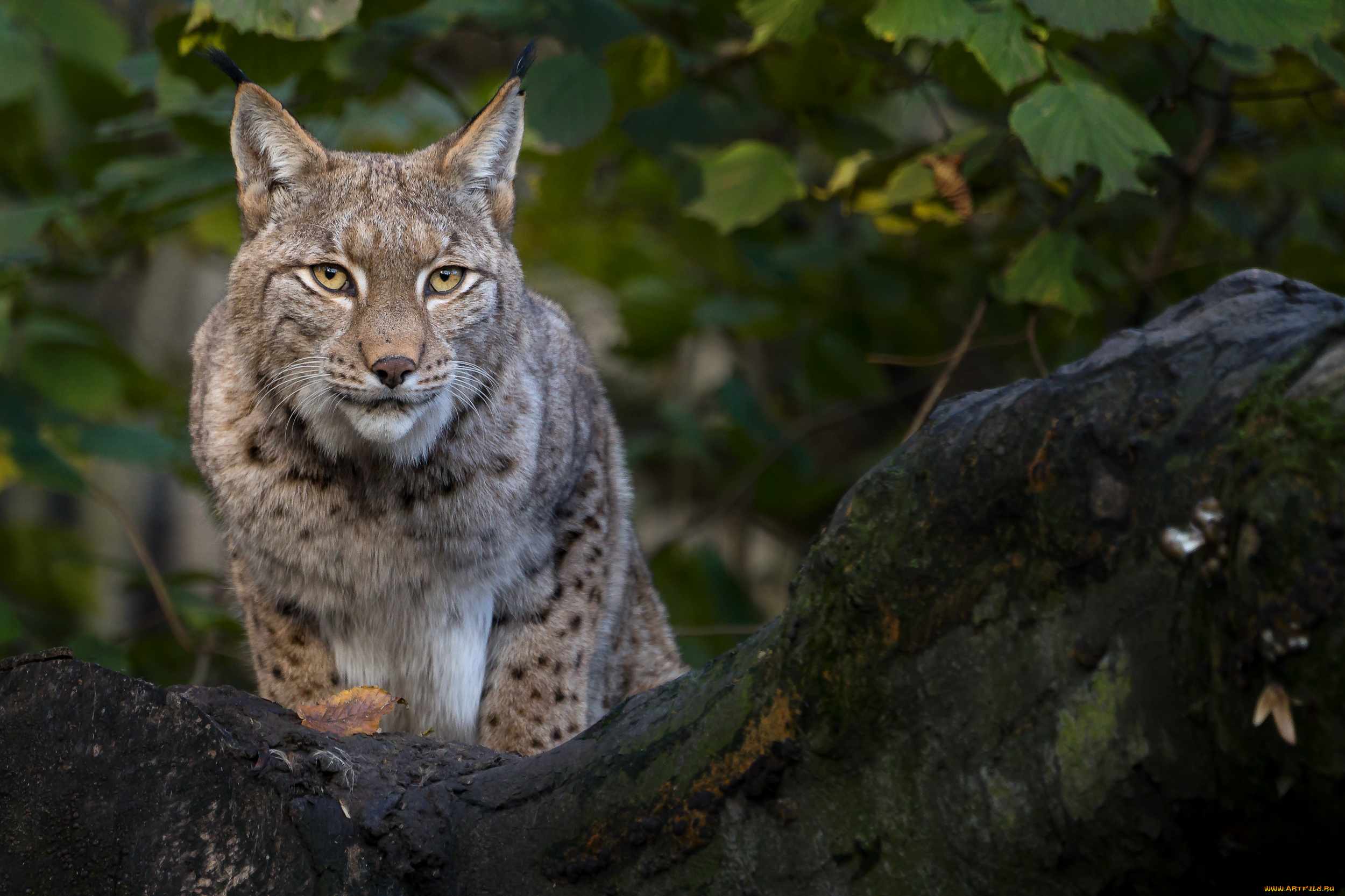 животные, рыси, взгляд, кошка, рысь