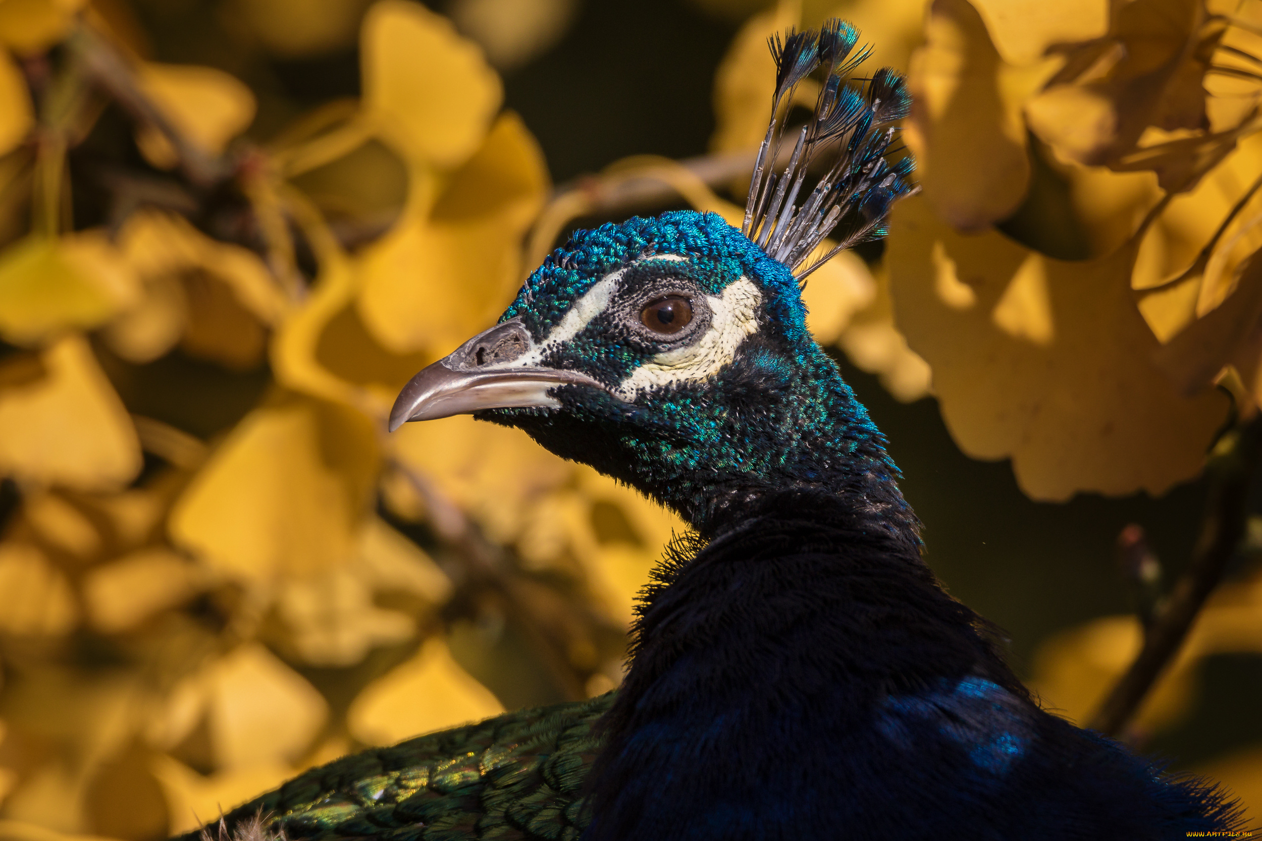 животные, павлины, перья, павлин, птица, окрас, цвет