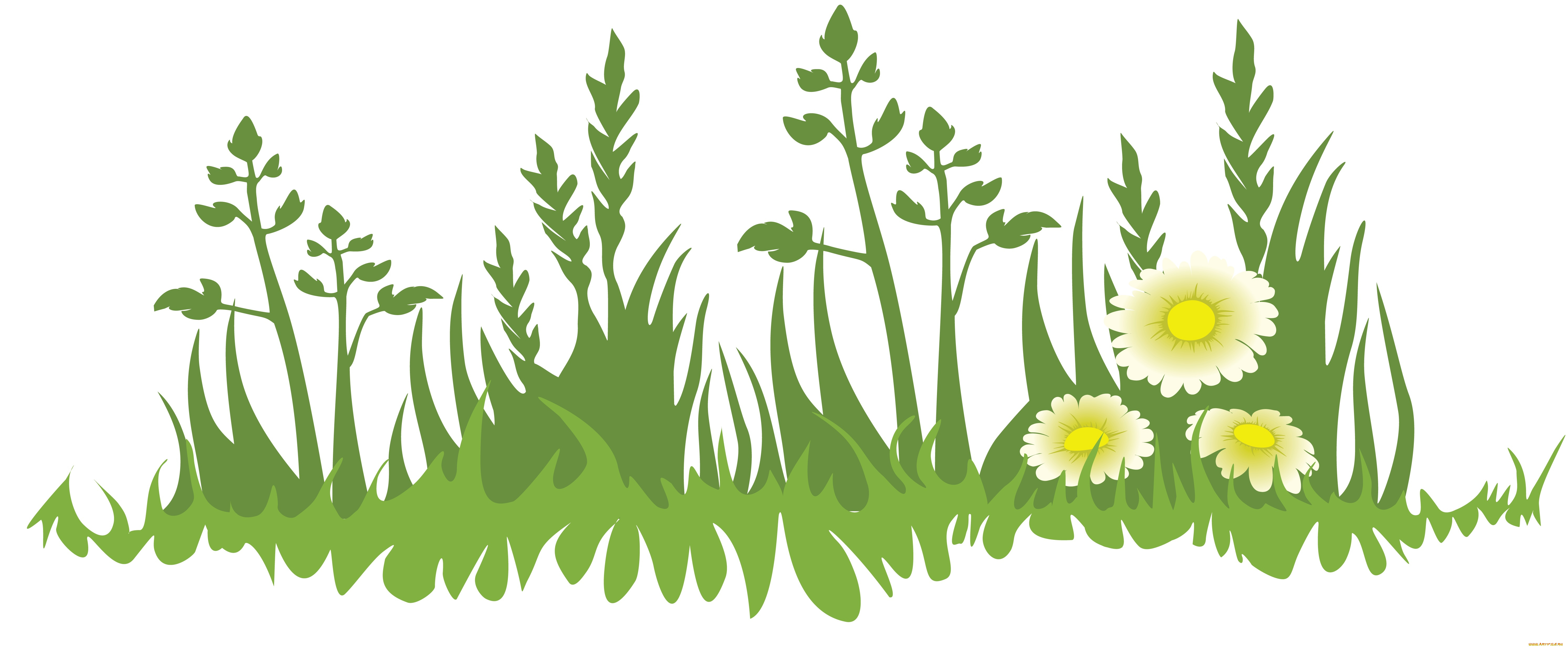 векторная, графика, цветы, , flowers, цветы, лето, фон