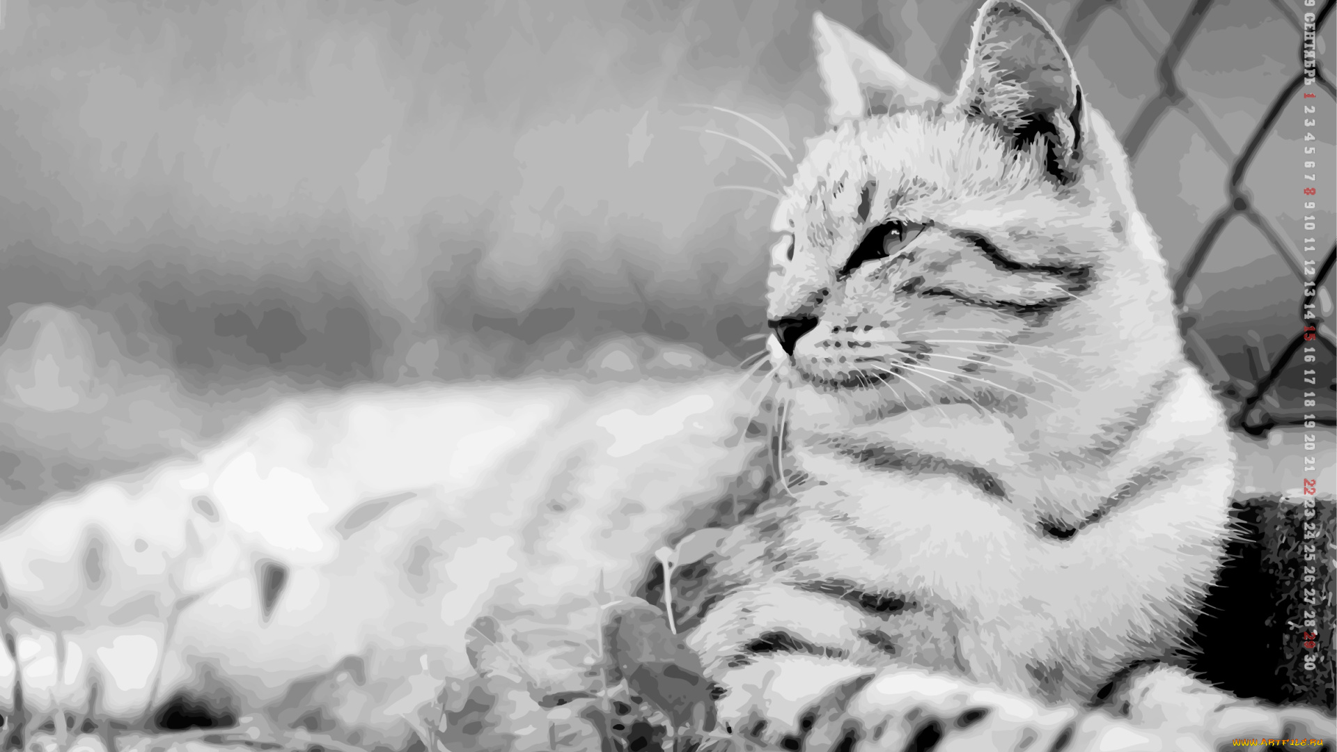 календари, компьютерный, дизайн, calendar, 2019, кошка, профиль, кот, животное