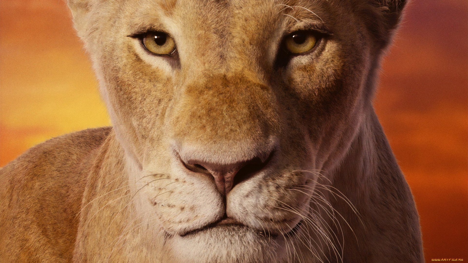 кино, фильмы, the, lion, king, , 2019, зверь