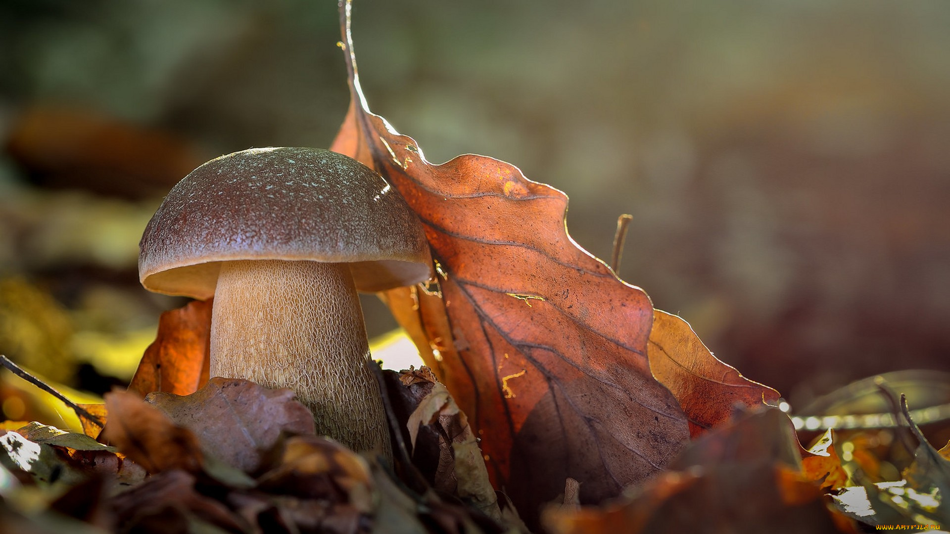 природа, грибы, простор