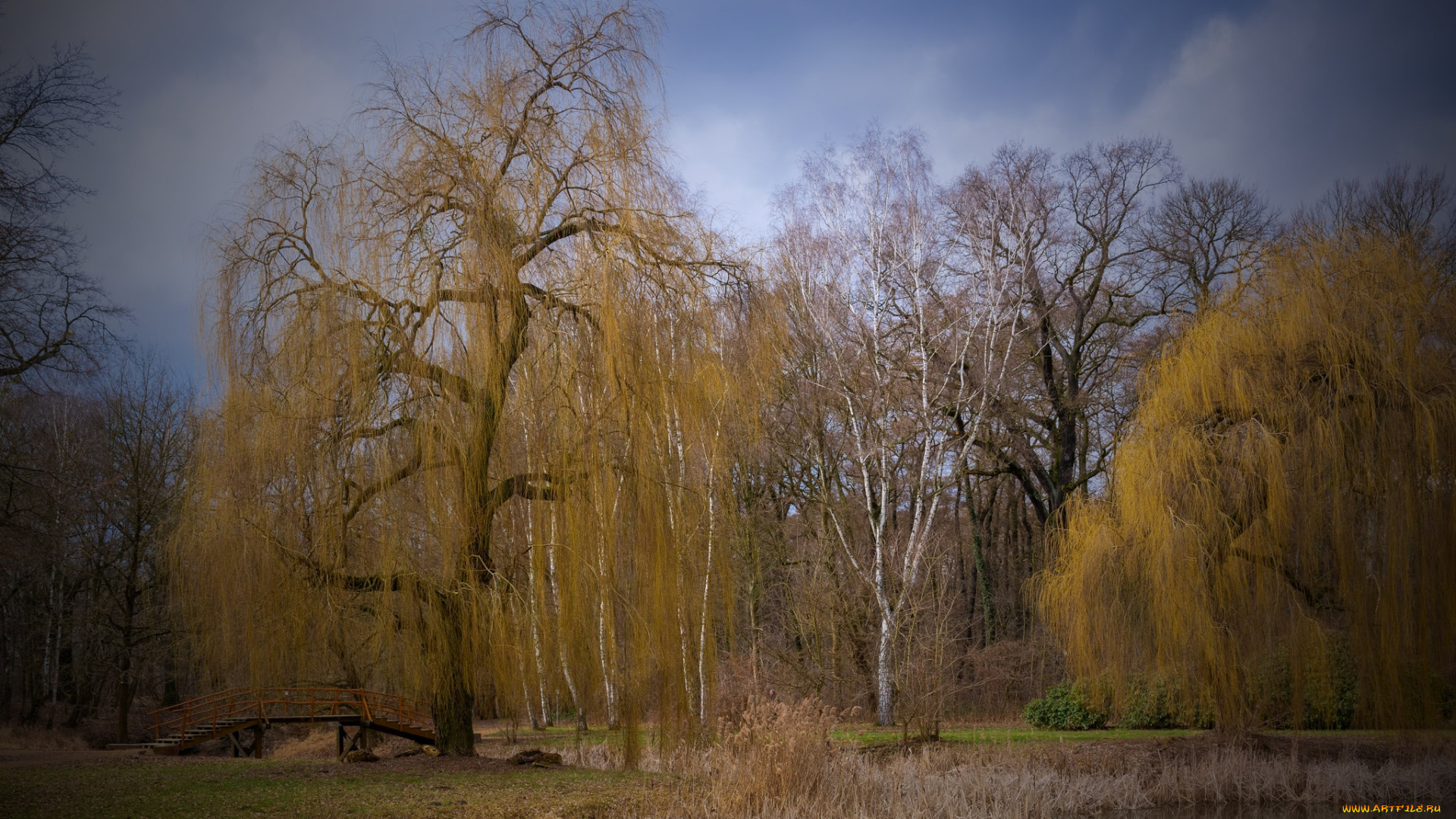 природа, лес, простор