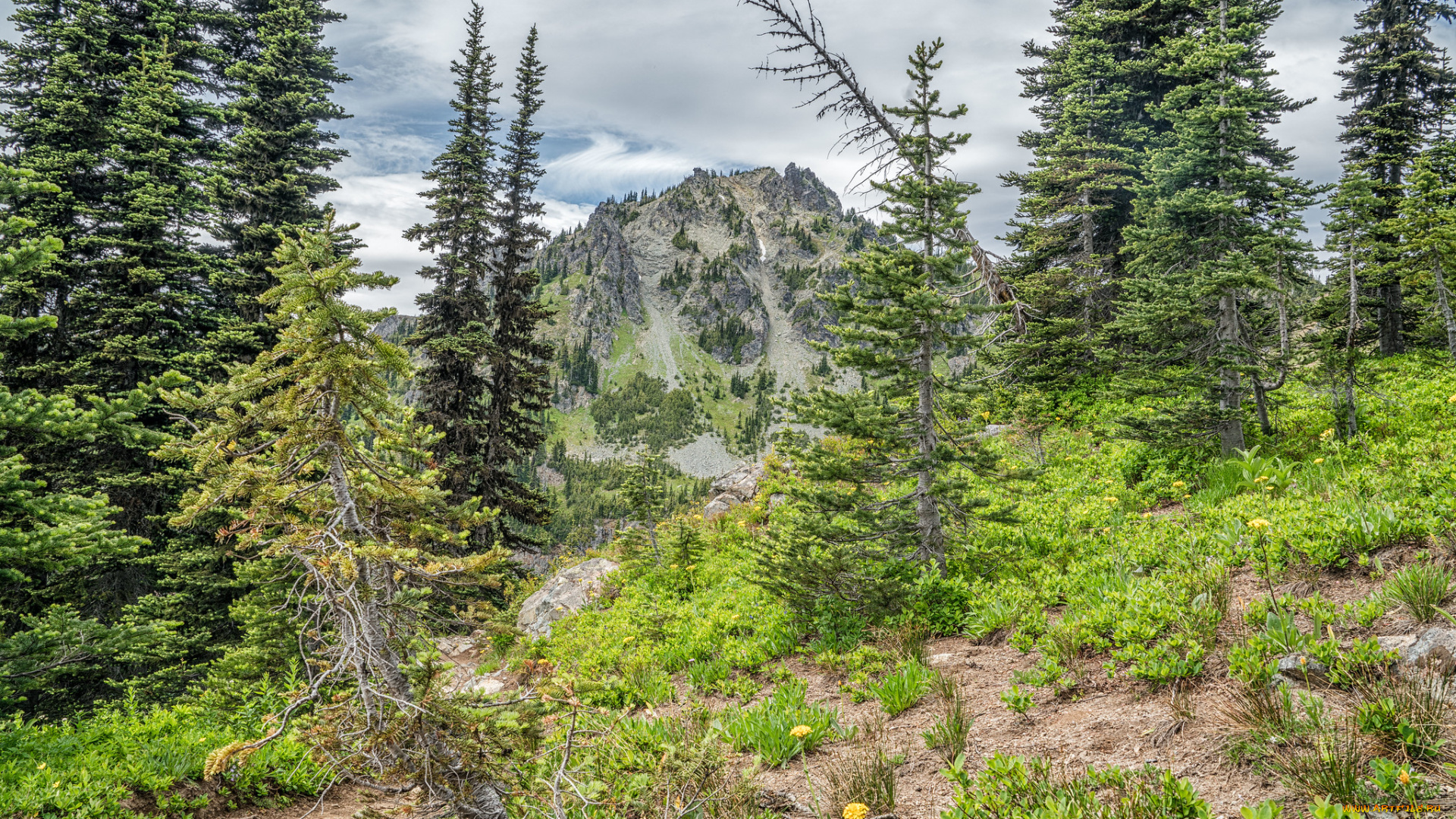 природа, лес, простор