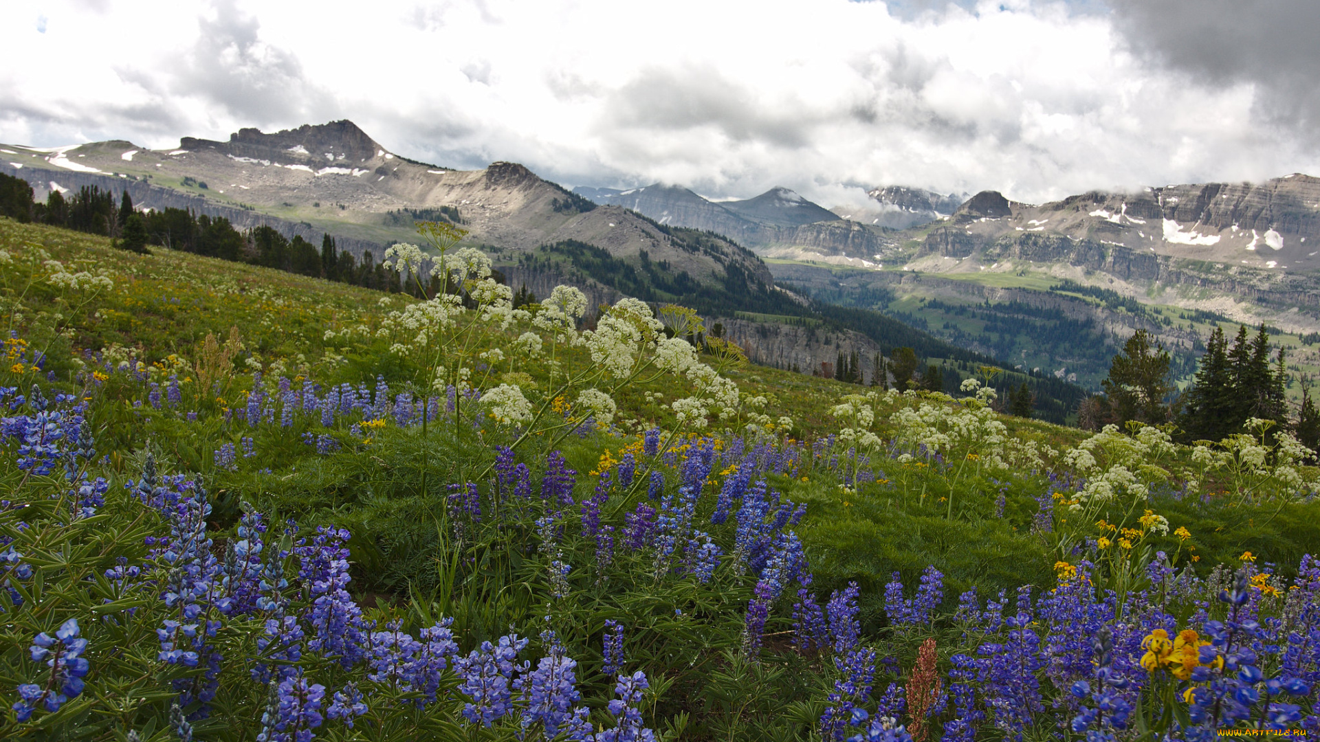 природа, луга, простор